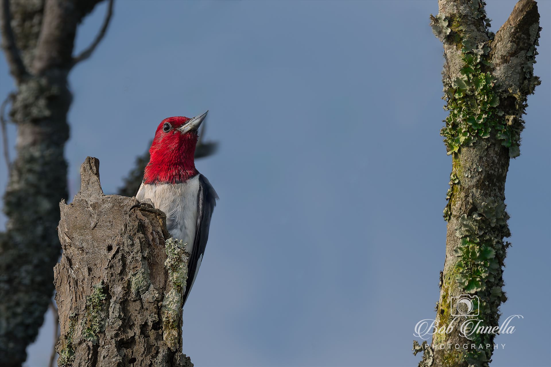 Red Headed Woodpecker -  by Buckmaster