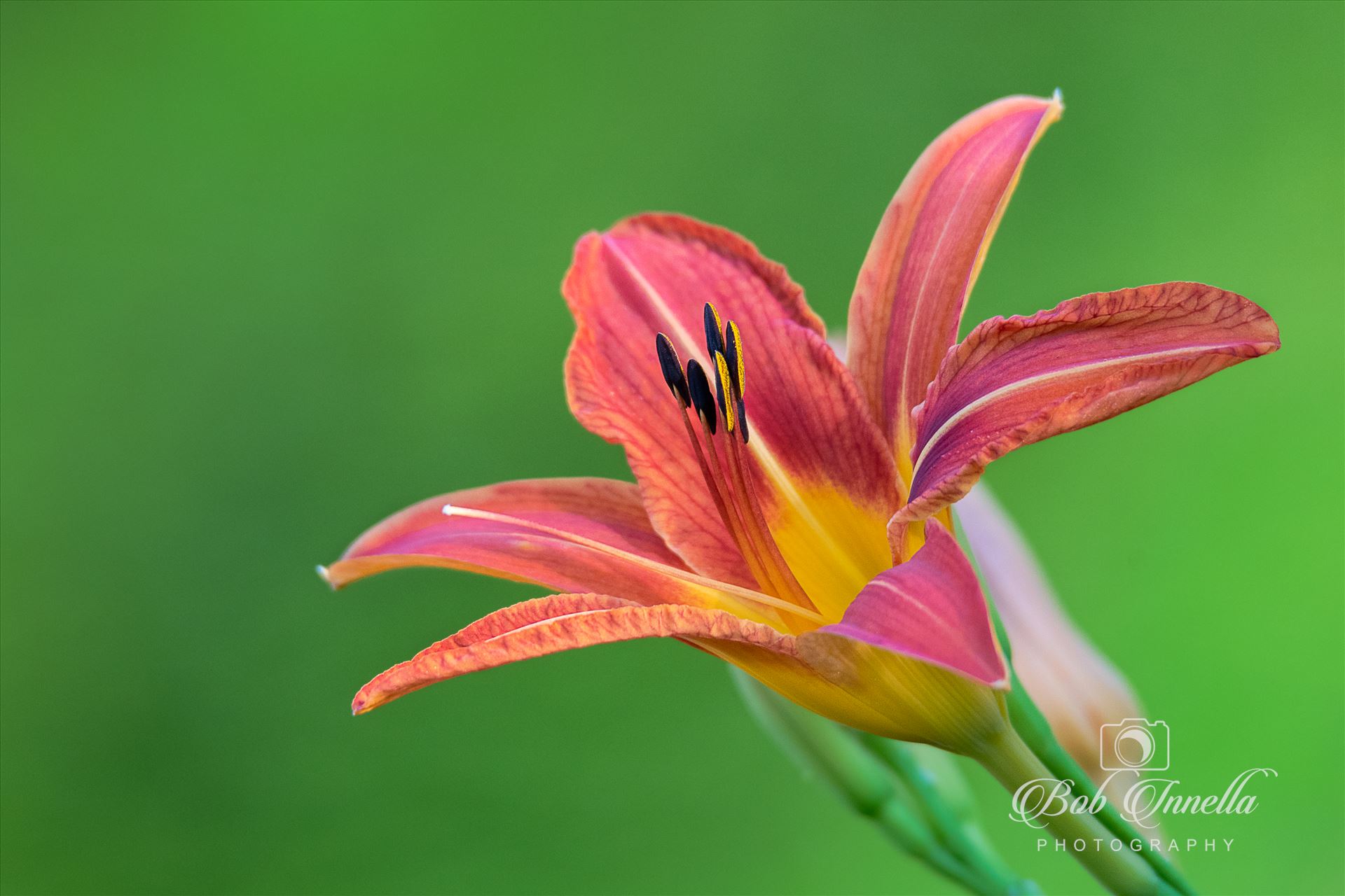 Day Lily -  by Buckmaster