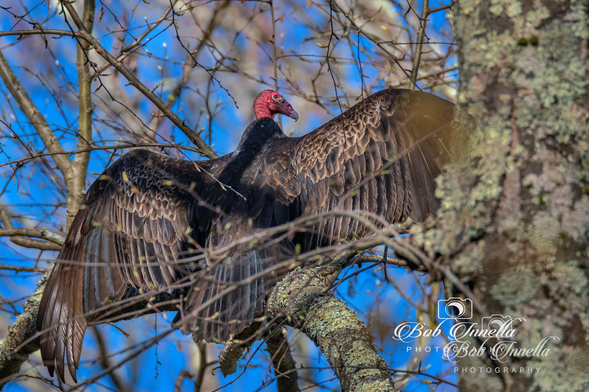 Turkey Vulture -  by Buckmaster
