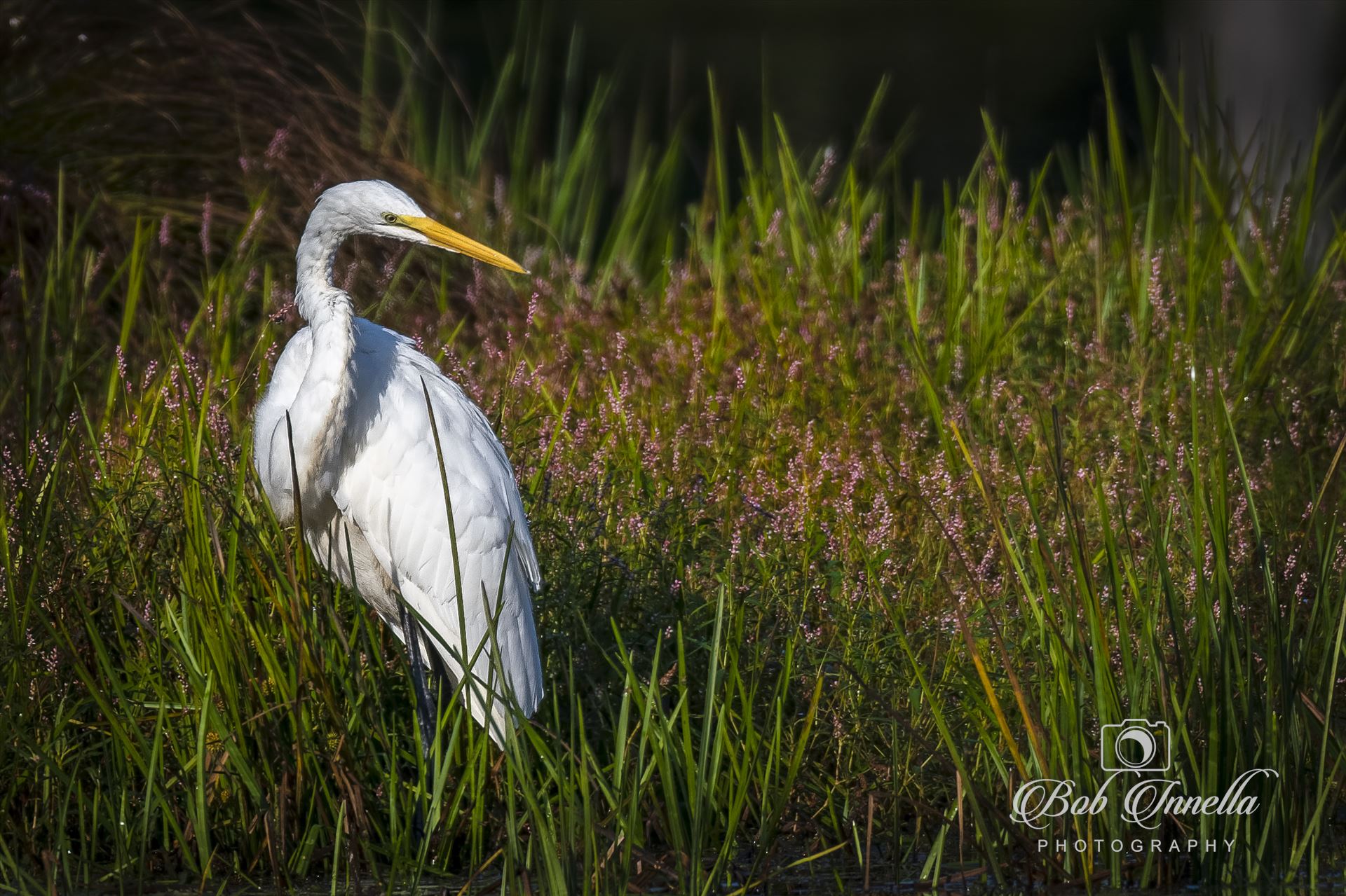 Great Egret -  by Buckmaster