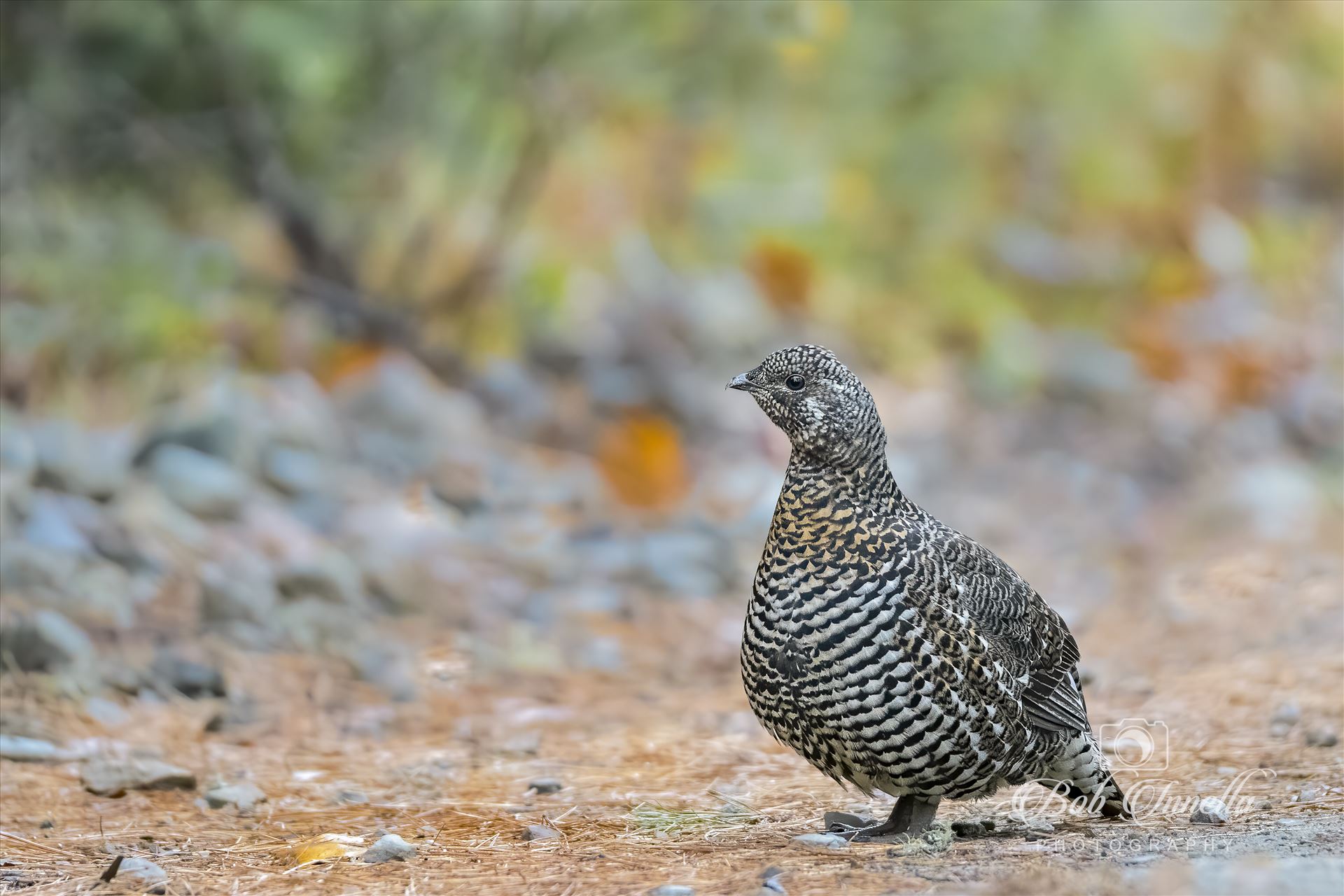 Female Spruce Grouse2 -  by Buckmaster