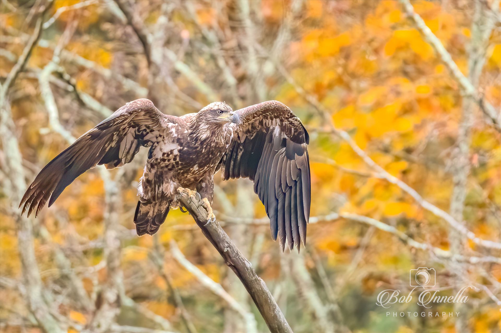 Eagle With Foliage Color -  by Buckmaster