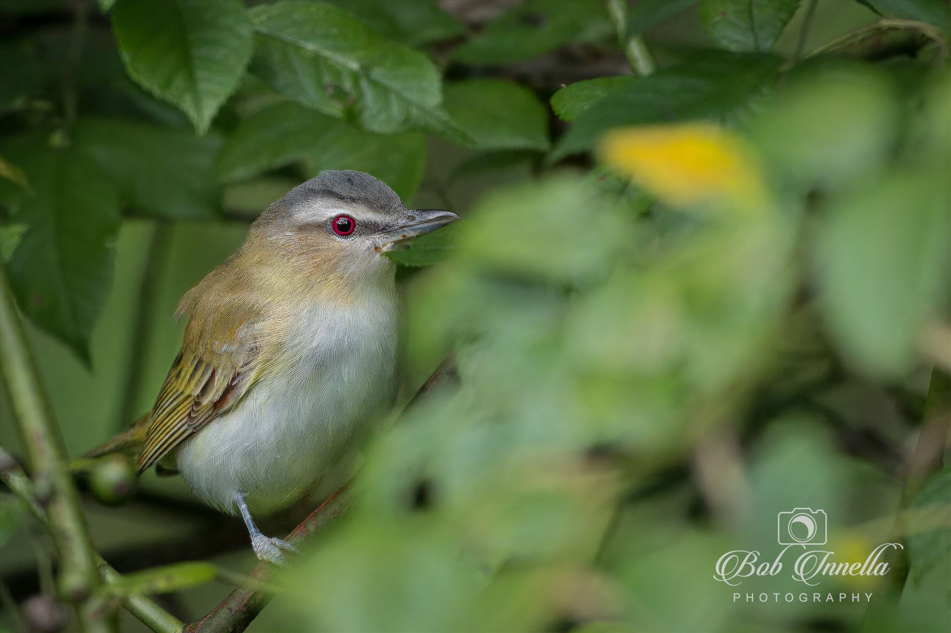 Red Eyed Vireo -  by Buckmaster