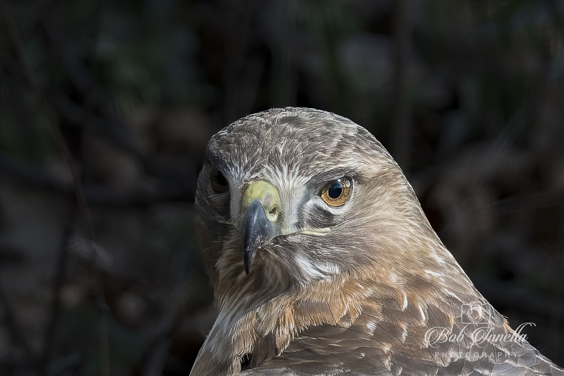 Red Tail Hawk Portrait -  by Buckmaster