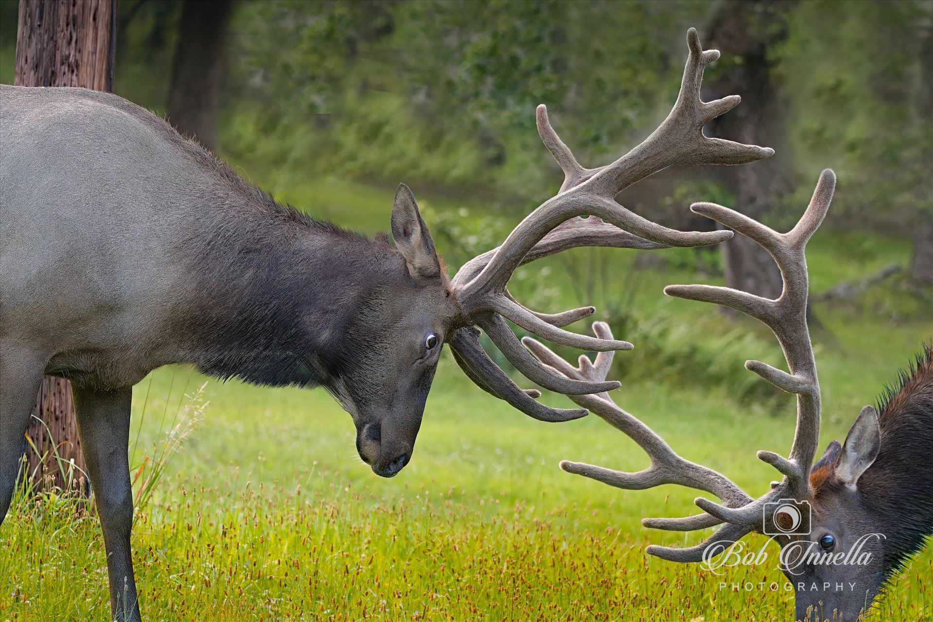 Bull Elks in Velvet Sparring -  by Buckmaster