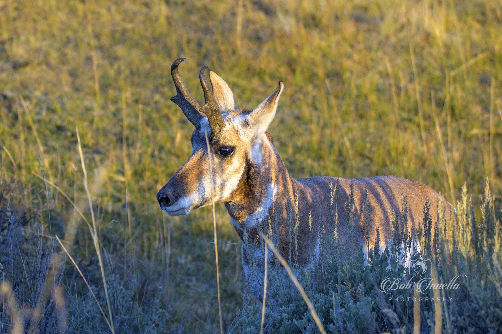 Antelope - Lamar Valley, Wyoming by Buckmaster