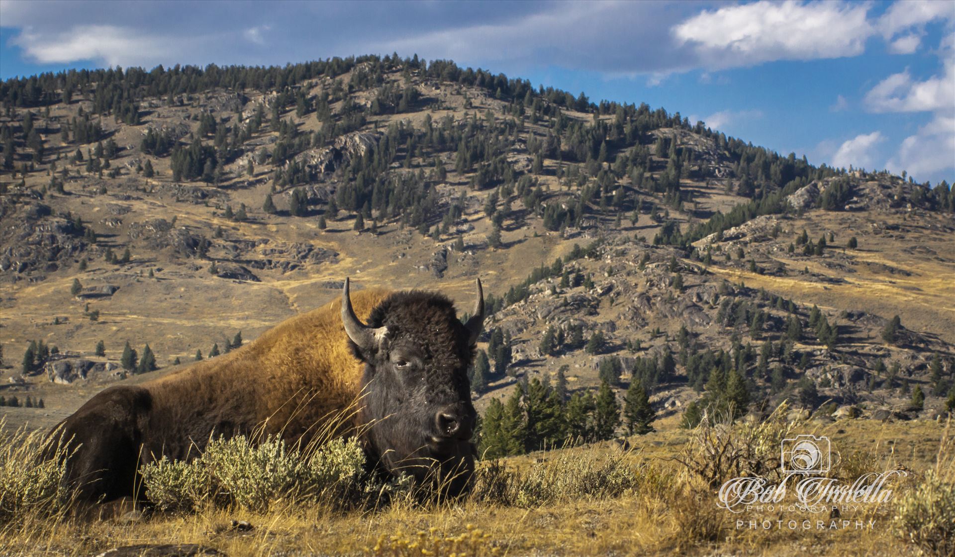Bison_landscape -  by Buckmaster