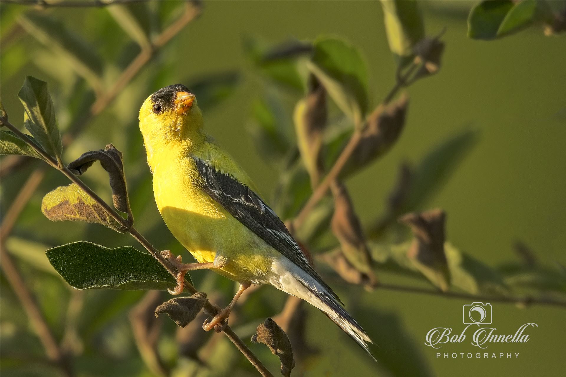 North American Goldfinch Male -  by Buckmaster