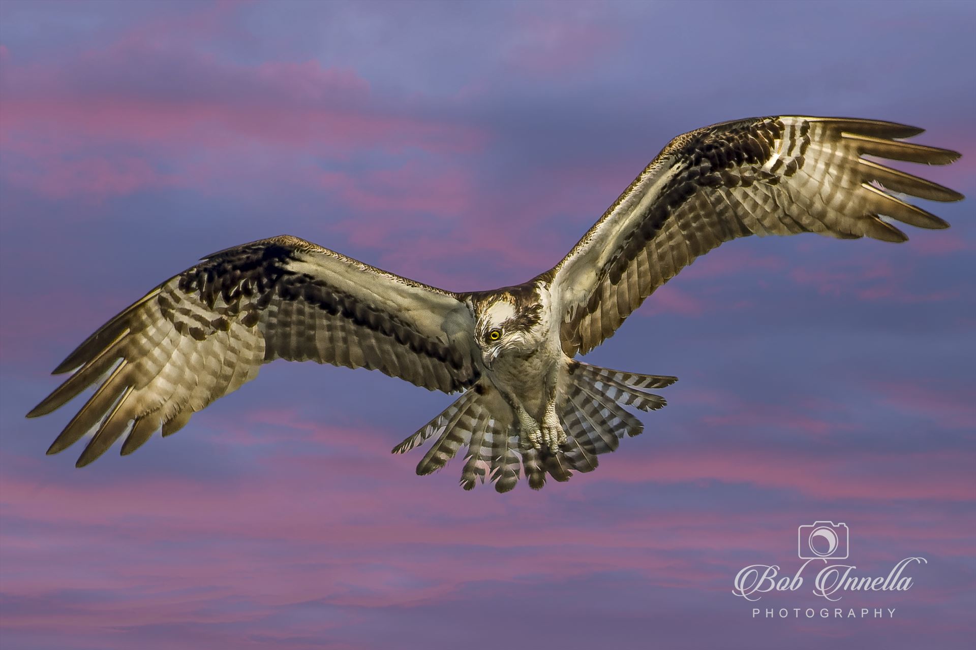 Osprey in Flight  in Morning Sky -  by Buckmaster