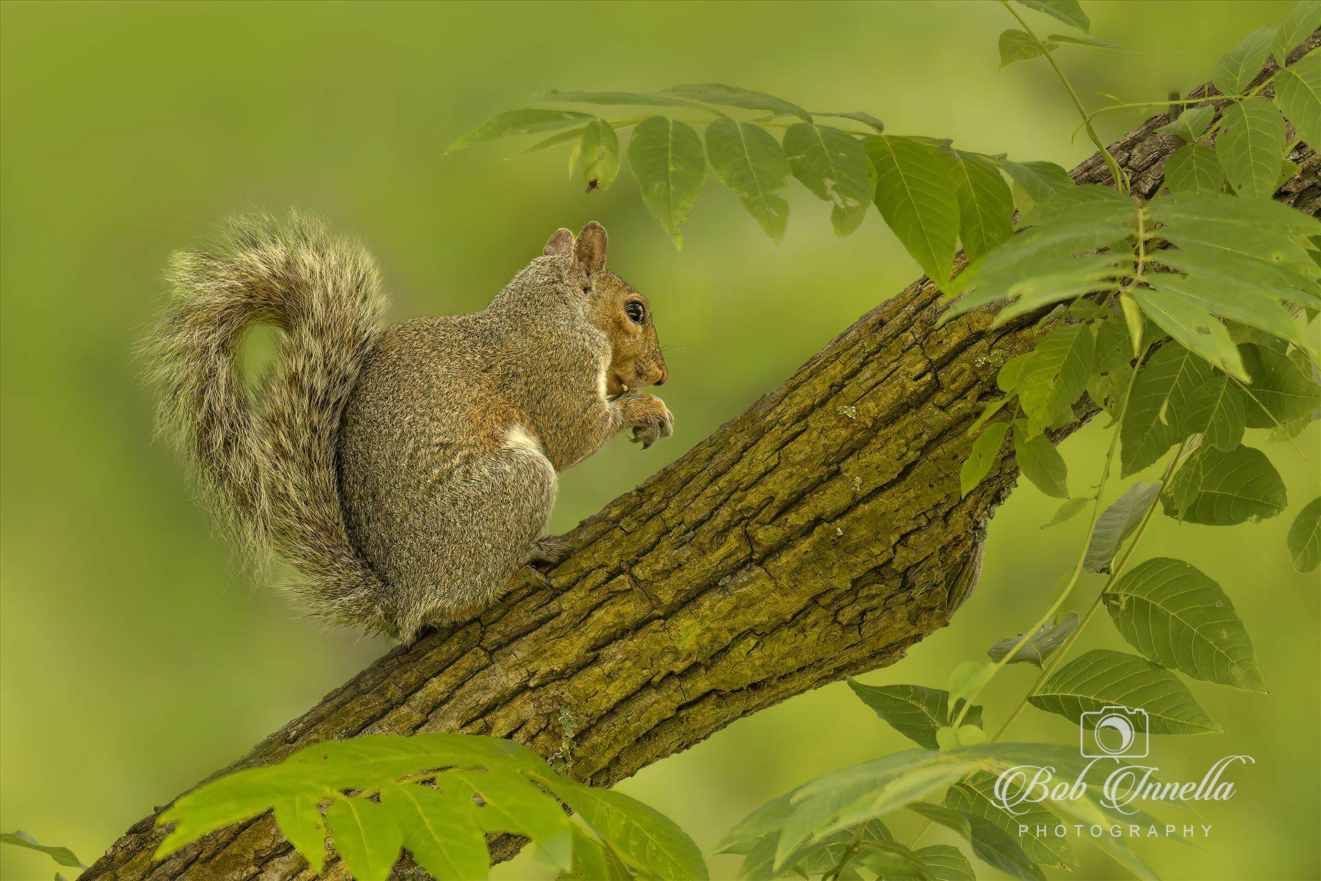 Squirrel In Walnut Tree -  by Buckmaster