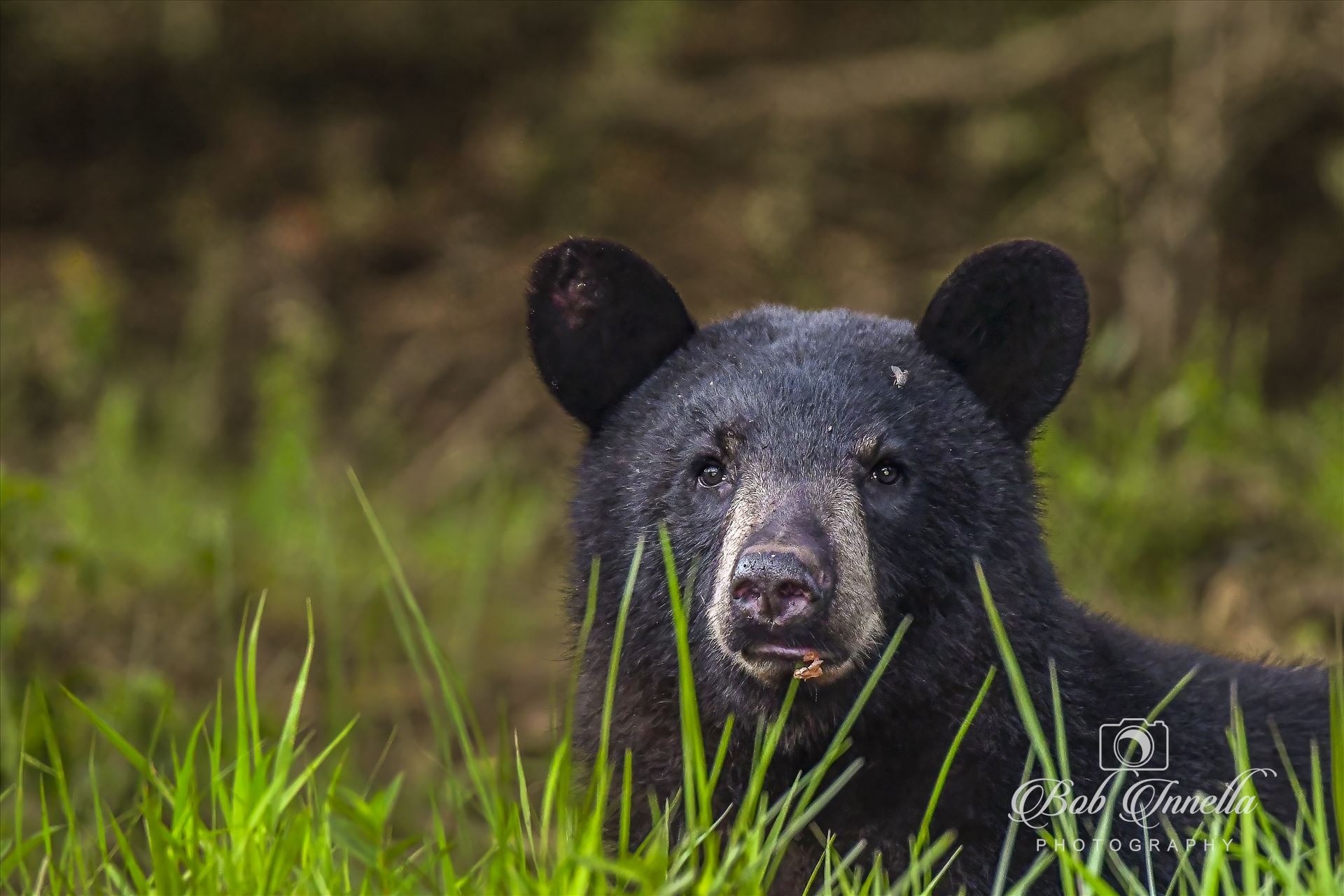 Bear in the Grass Feeding on Ants -  by Buckmaster
