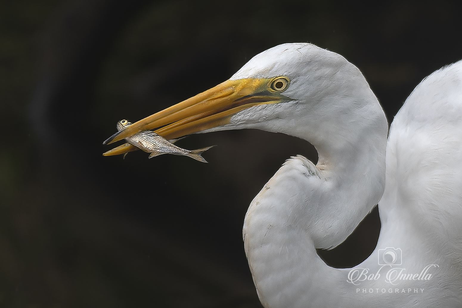 Great Egret Catches Fish -  by Buckmaster