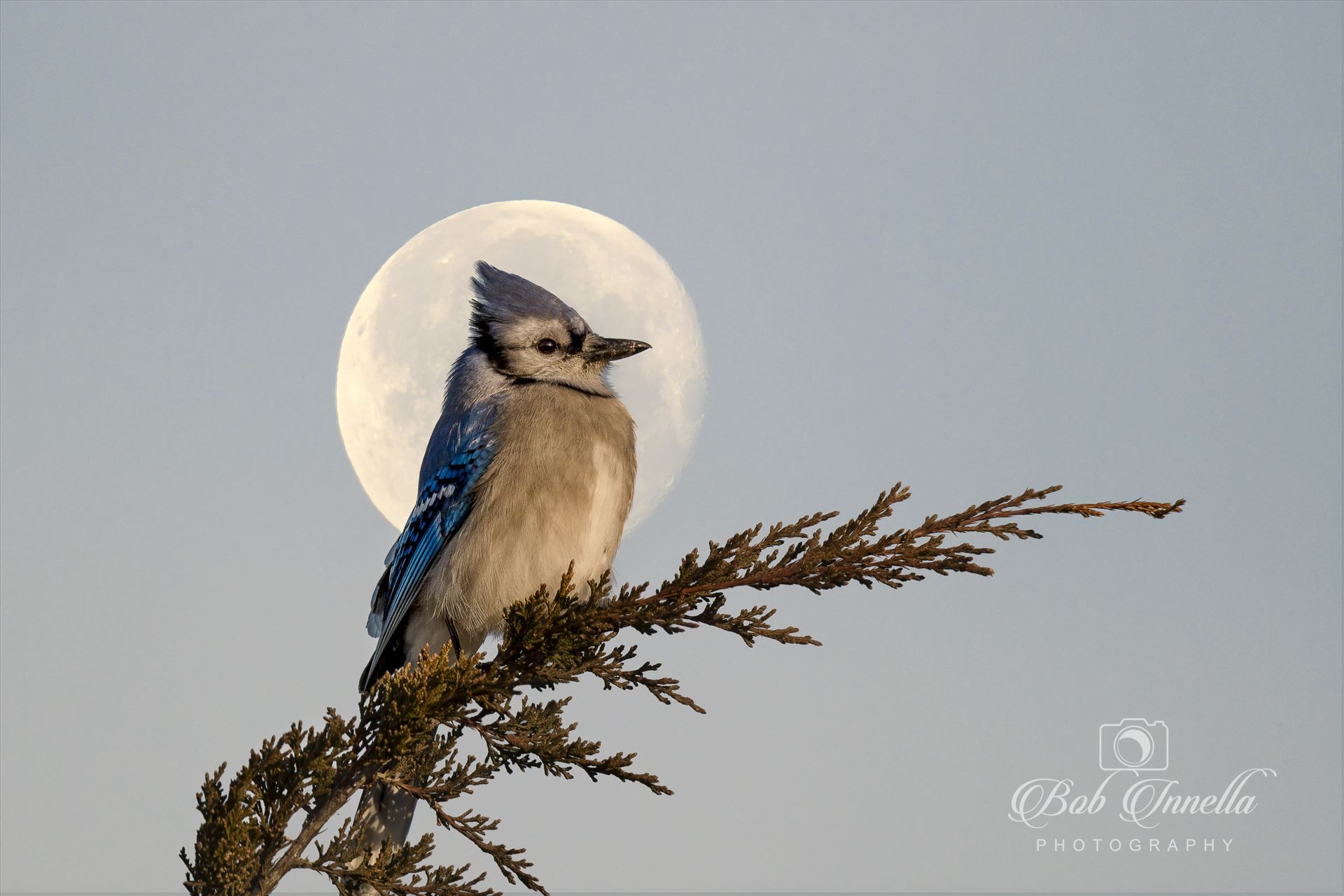 Blue Jay_Full Moon -  by Buckmaster