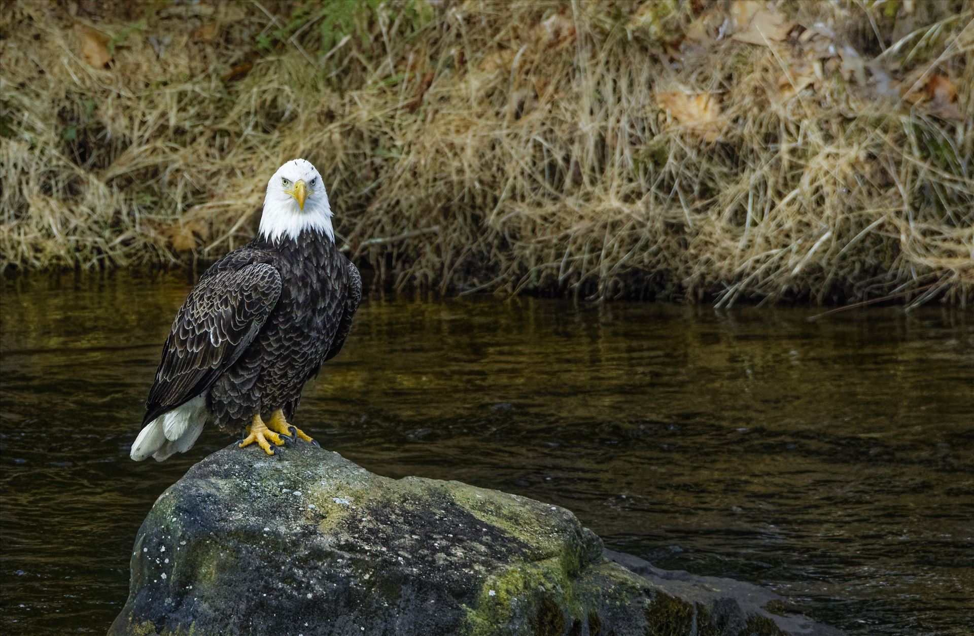 Bald Eagle on the Rocks - Bald Eagle on the Rocks by Buckmaster