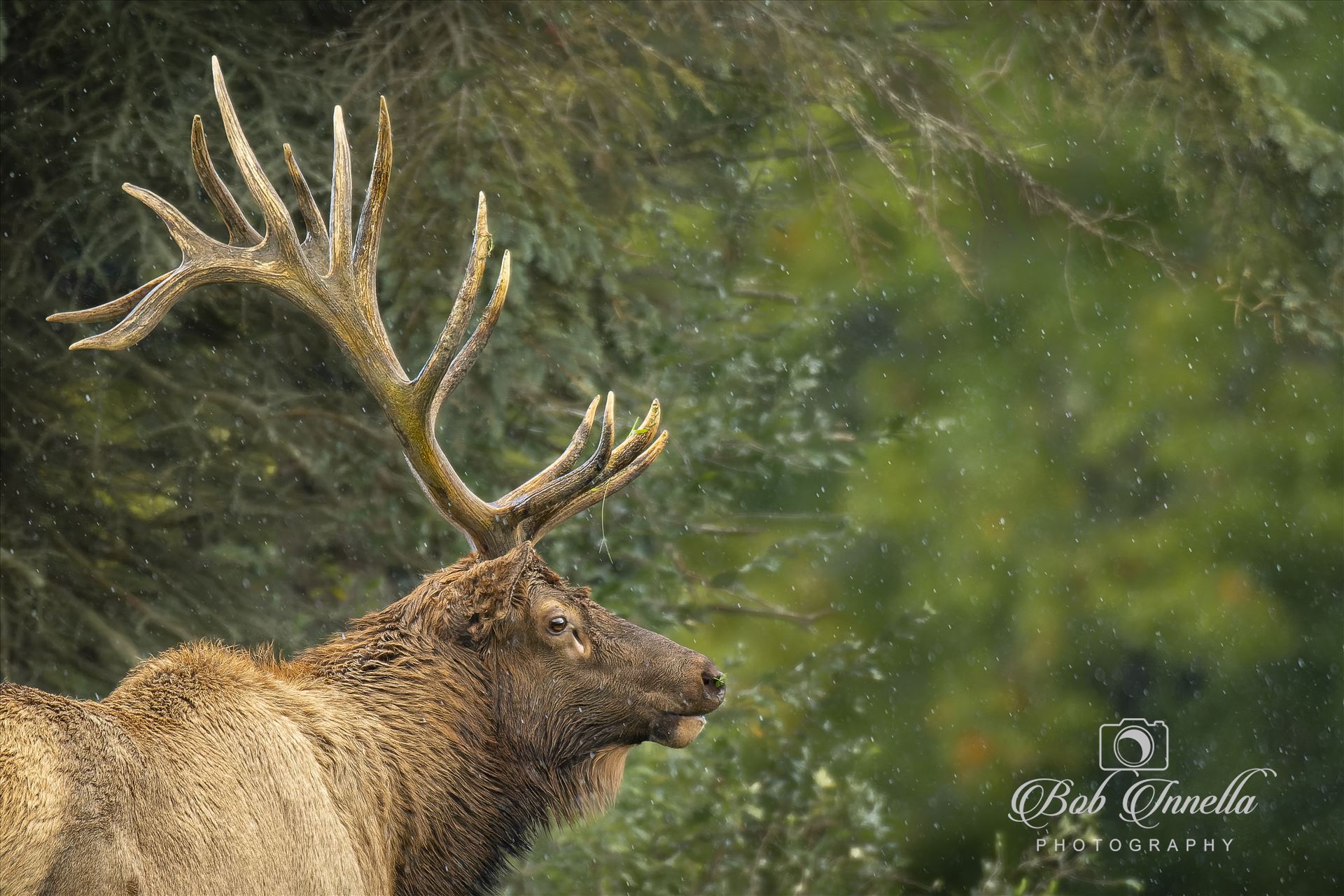 Bull Elk in the Rain -  by Buckmaster