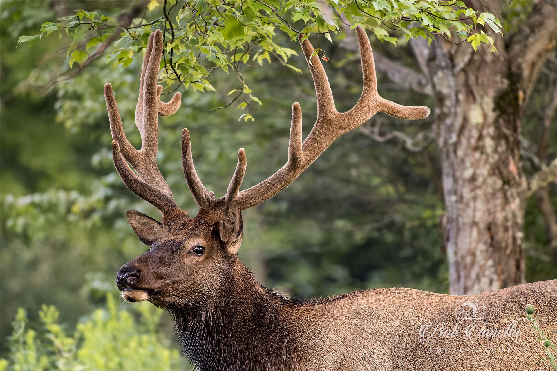 Bull Elk Portrait -  by Buckmaster