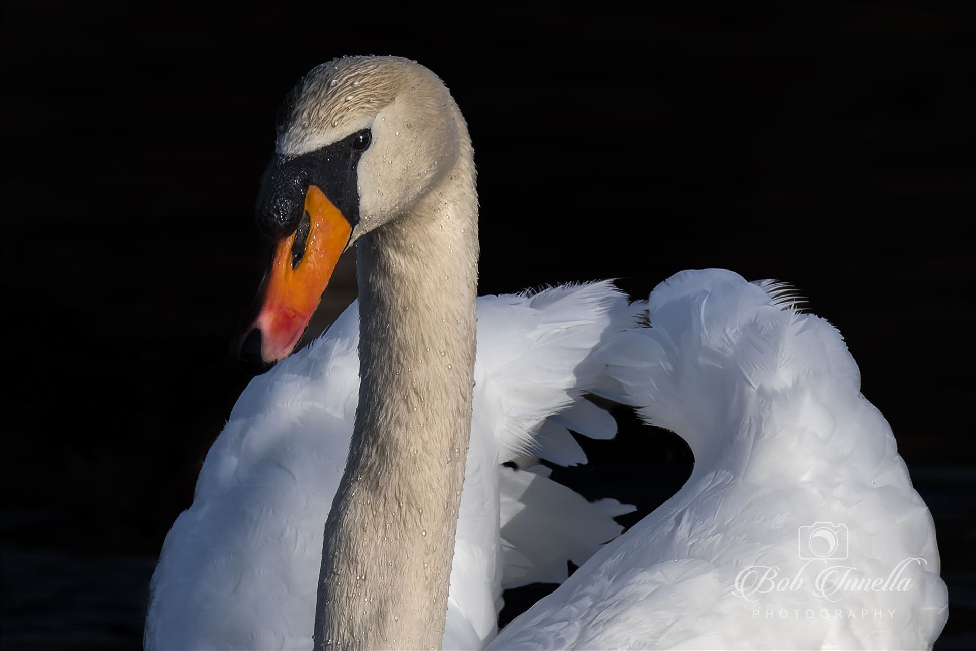 Mute Swan -  by Buckmaster