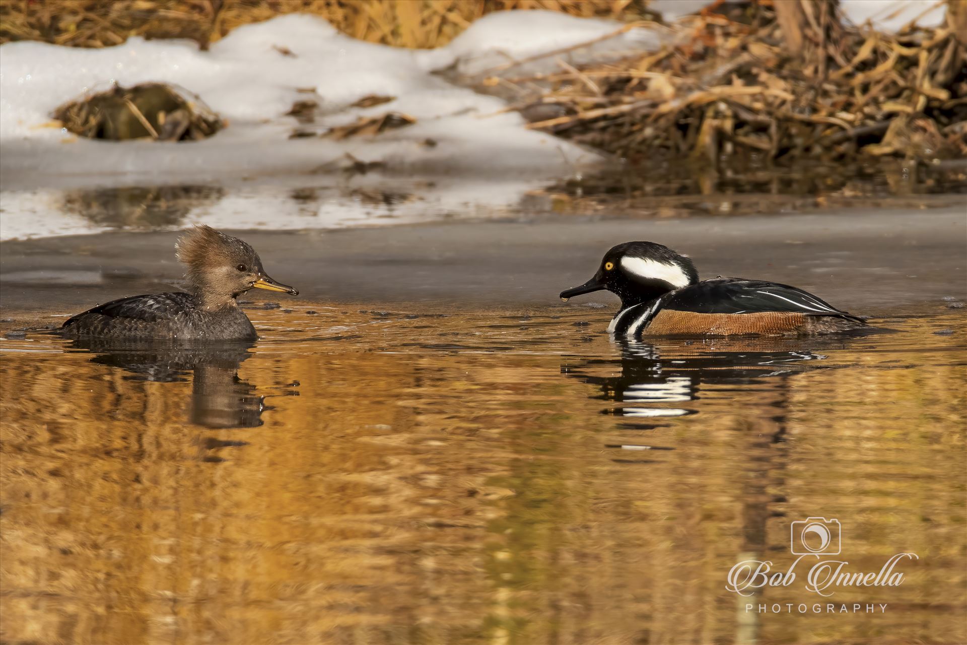 Hooded Mergansers Facing each Other -  by Buckmaster