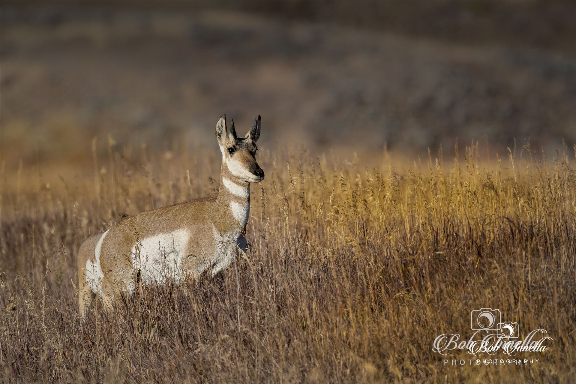 Wyoming Pronghorn -  by Buckmaster