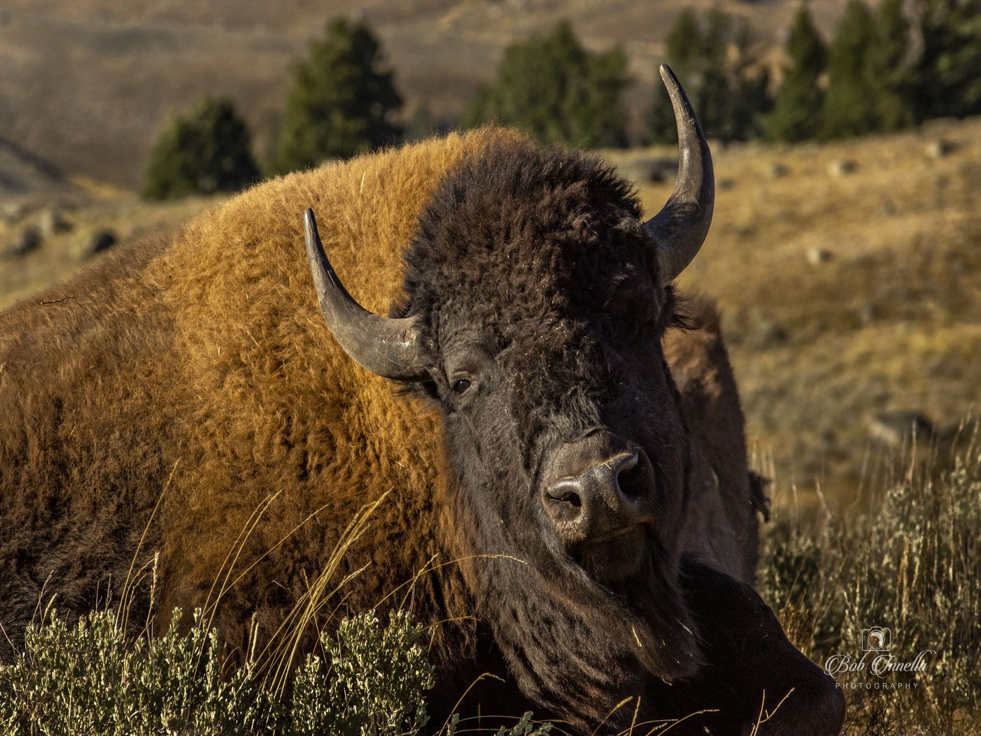 North American Bison in Lamar Valley, Wyoming, 2018 -  by Buckmaster