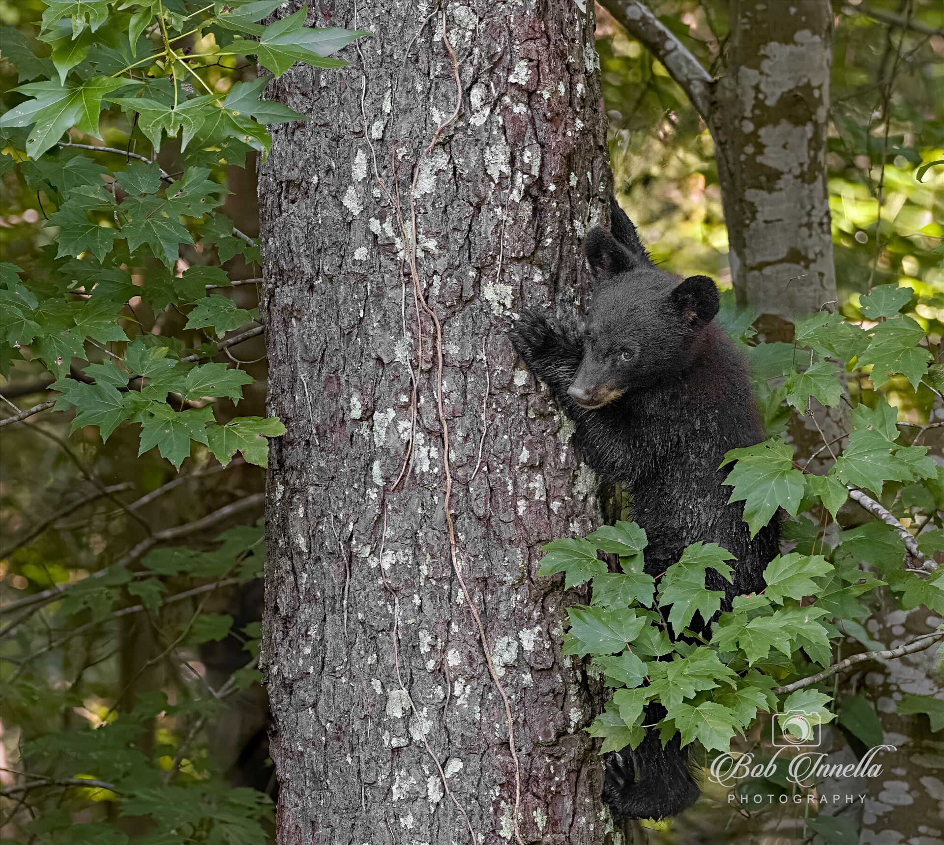 Black Bear Cub in a Tree - North Carolina 2023 by Buckmaster