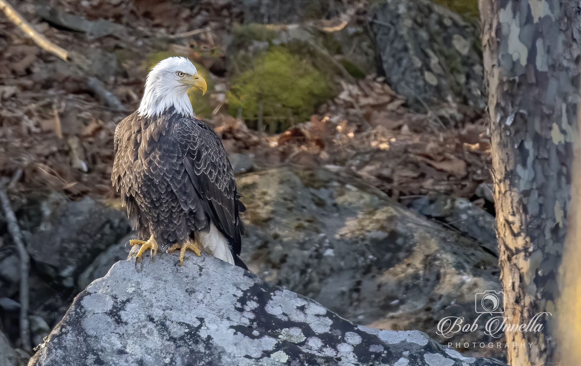 Bald Eagle on the Rocks -  by Buckmaster