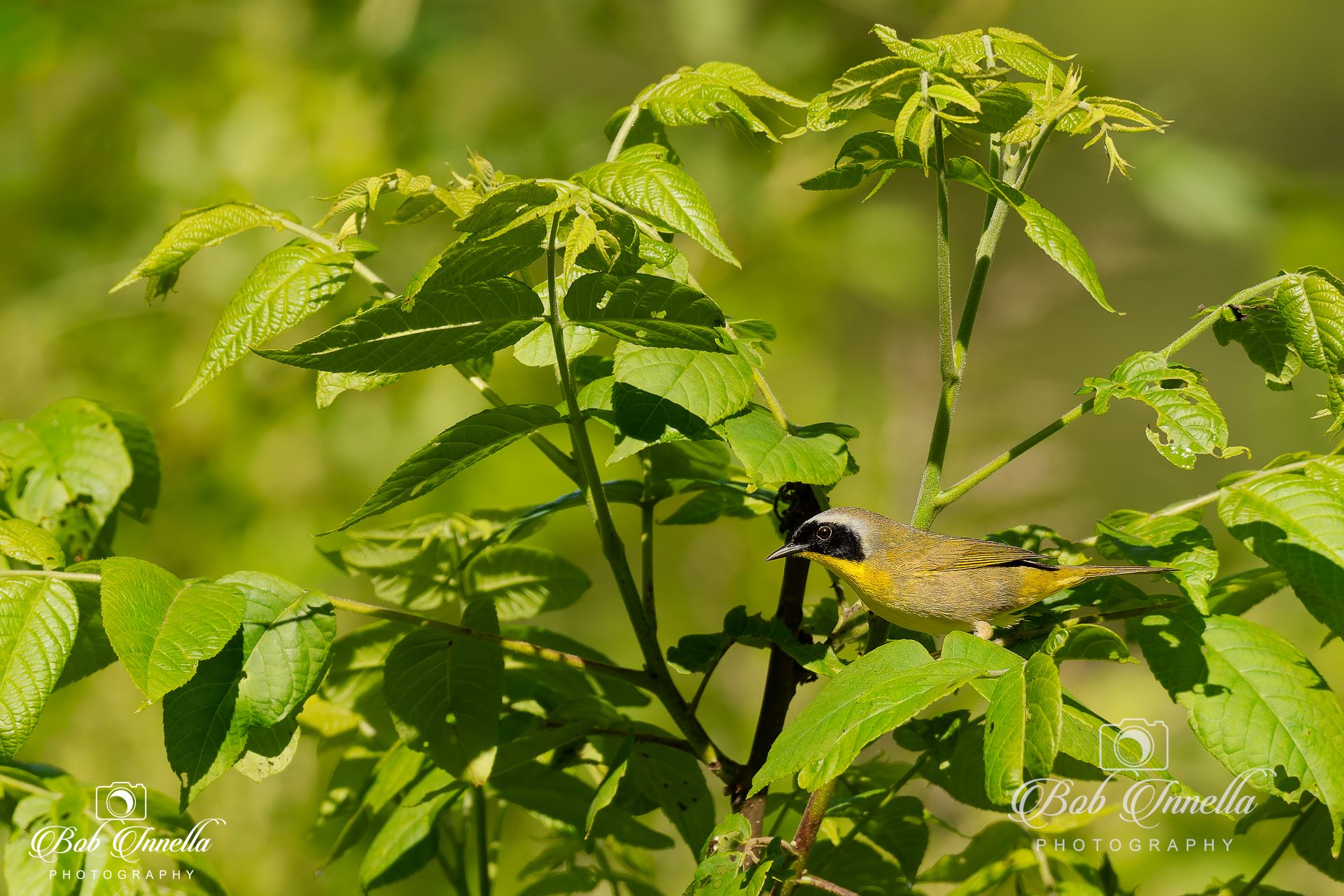 Yellow Throated Warbler -  by Buckmaster