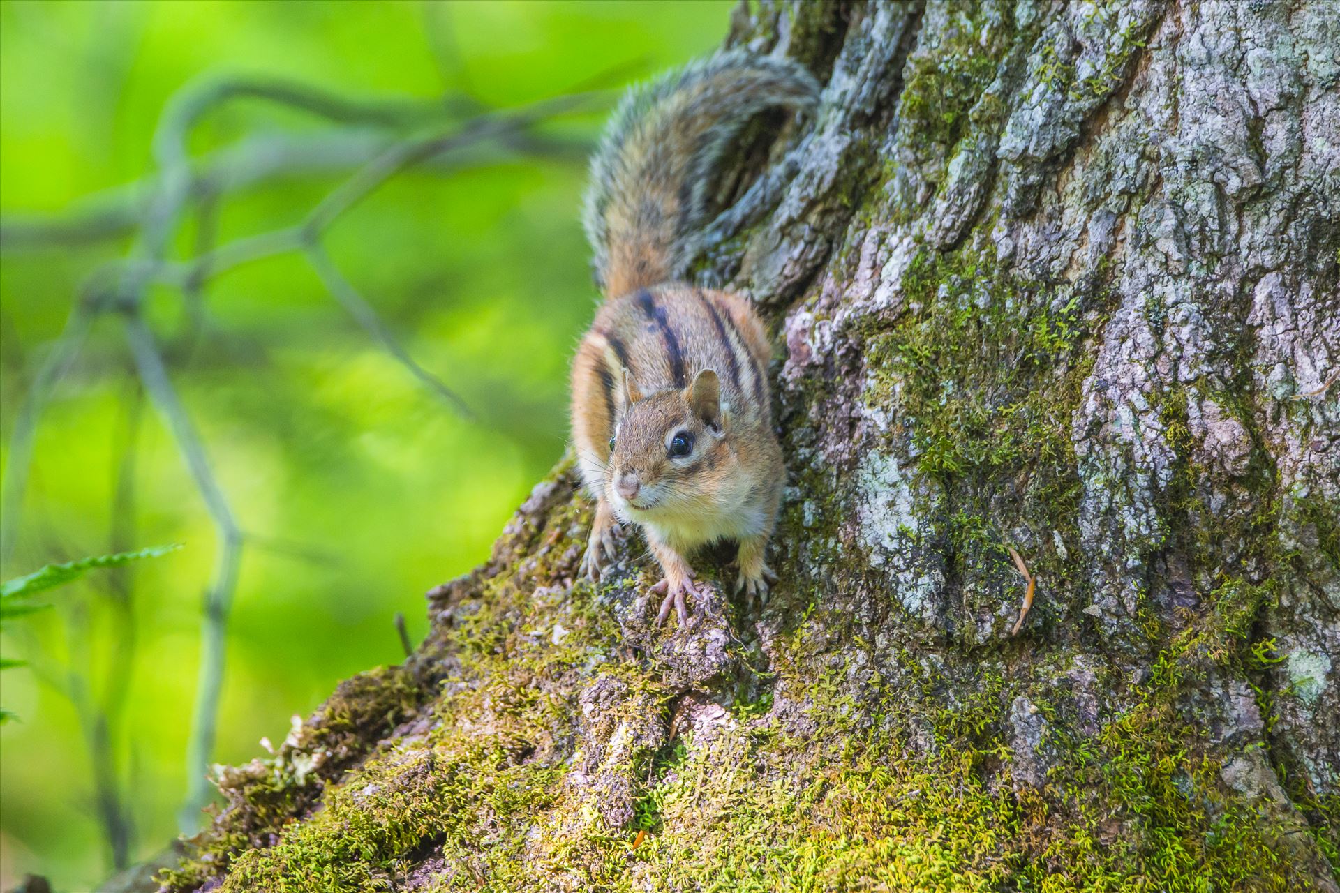 Maine Chipmunk - Along The West Branch Penobscot River by Buckmaster
