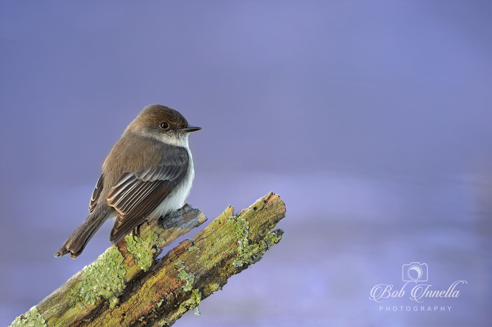 Eastern Phoebe -  by Buckmaster