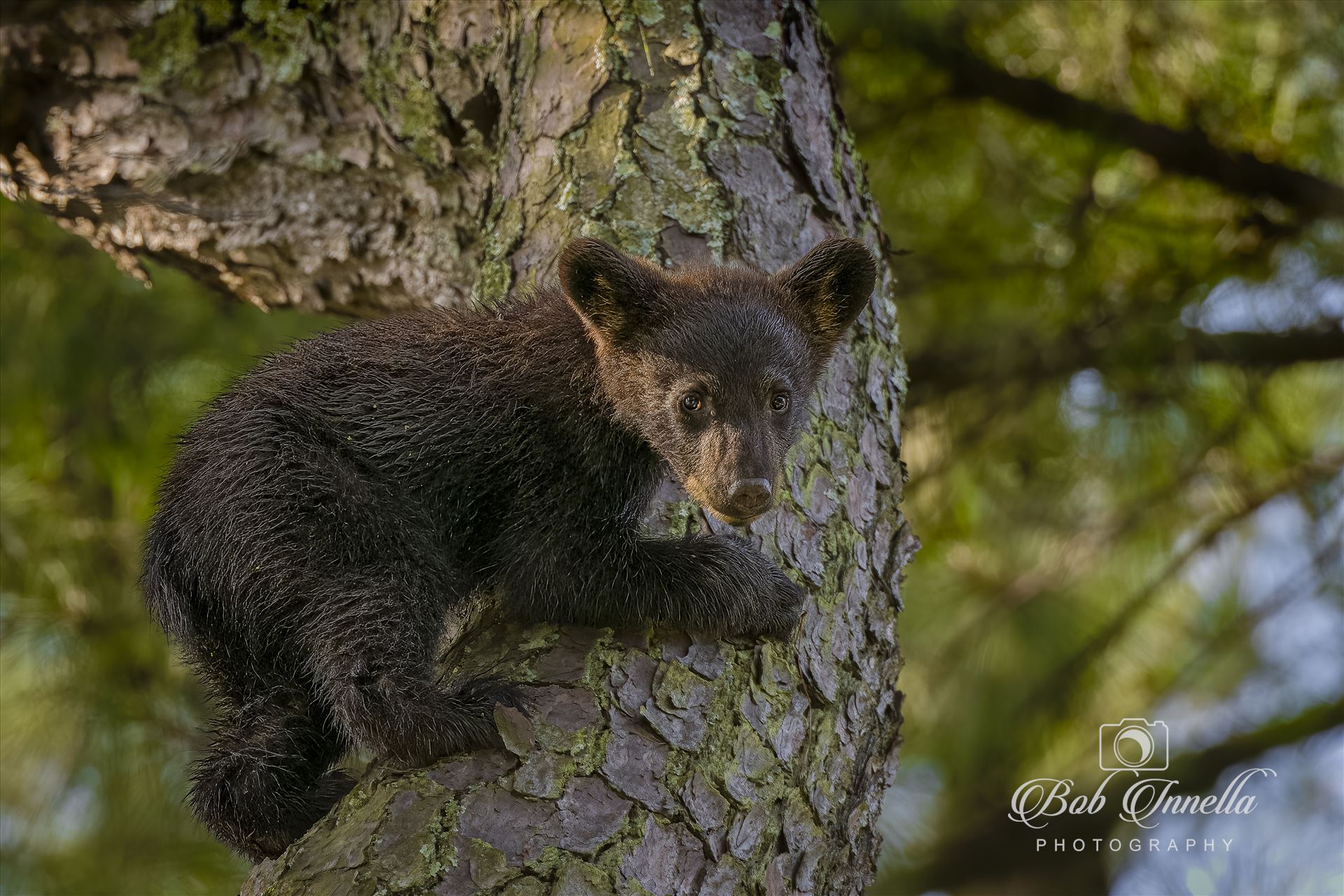 Black Bear Cub in a Tree - Taken in North Carolina 2023 by Buckmaster
