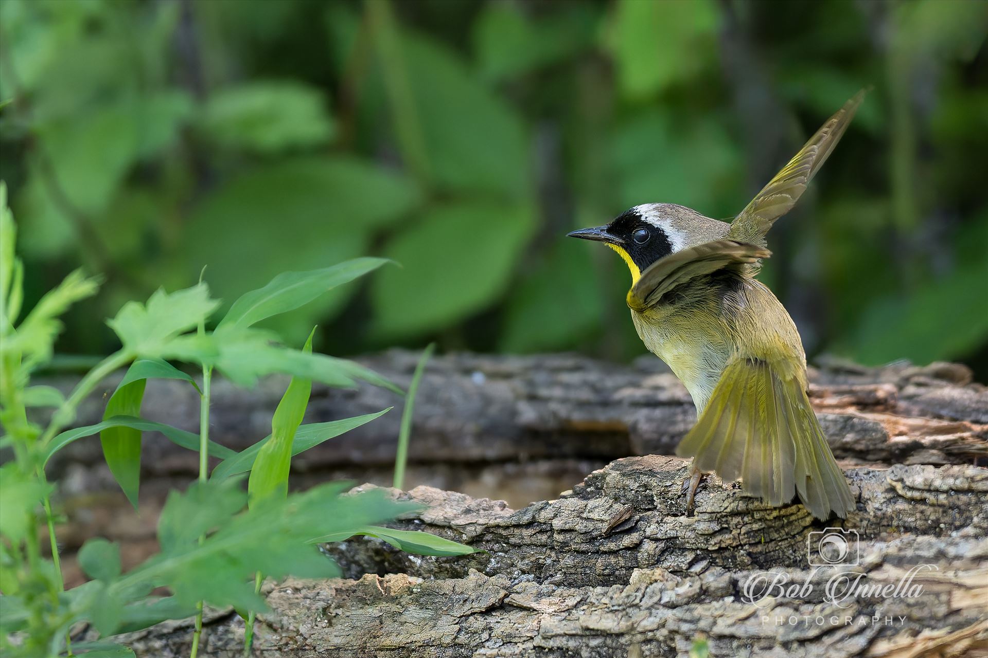 Yellow Throated Warbler -  by Buckmaster