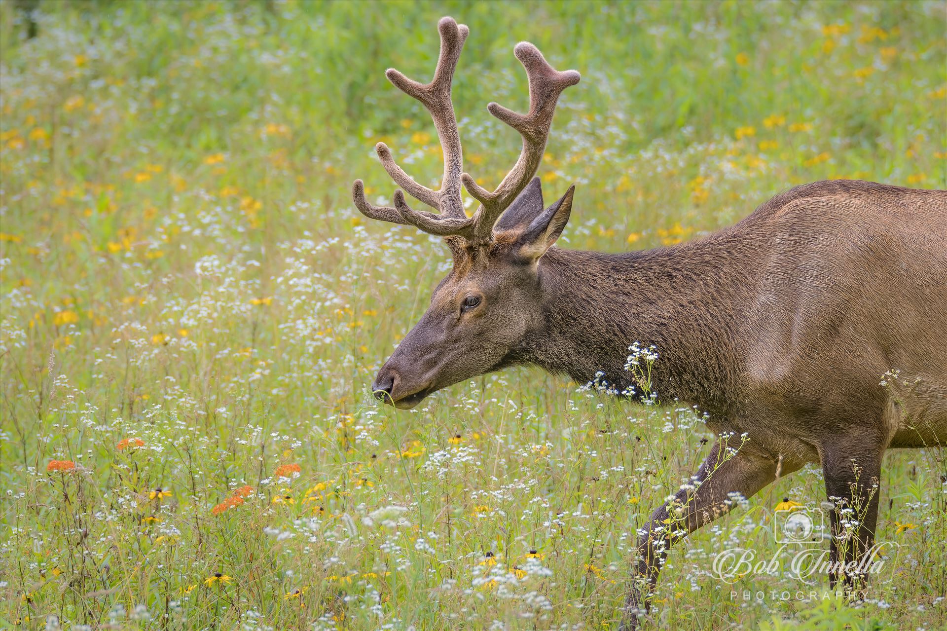 SMNP Bull Elk in Flowers-1.jpg -  by Buckmaster