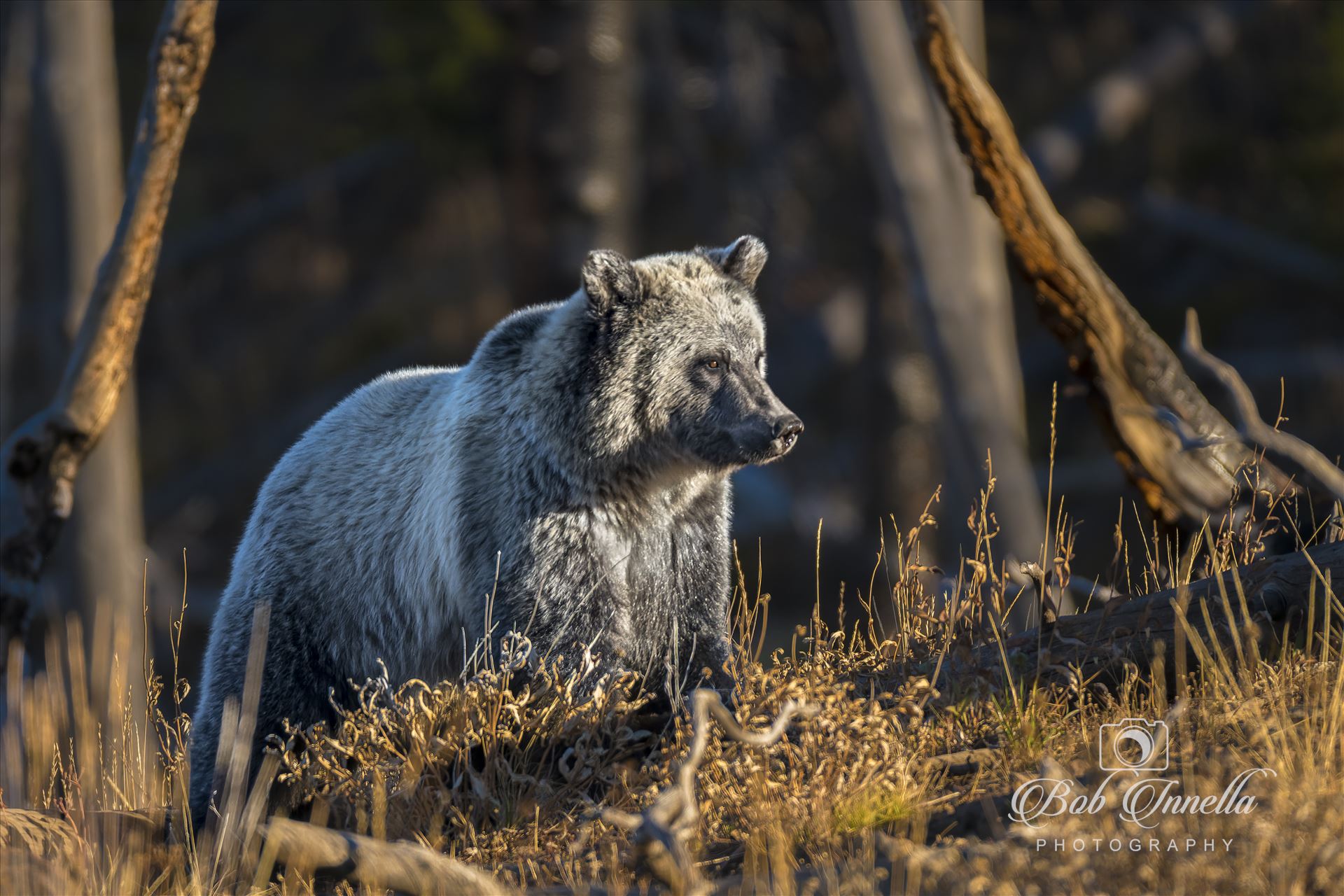 Grizzly Bear Sow -  by Buckmaster