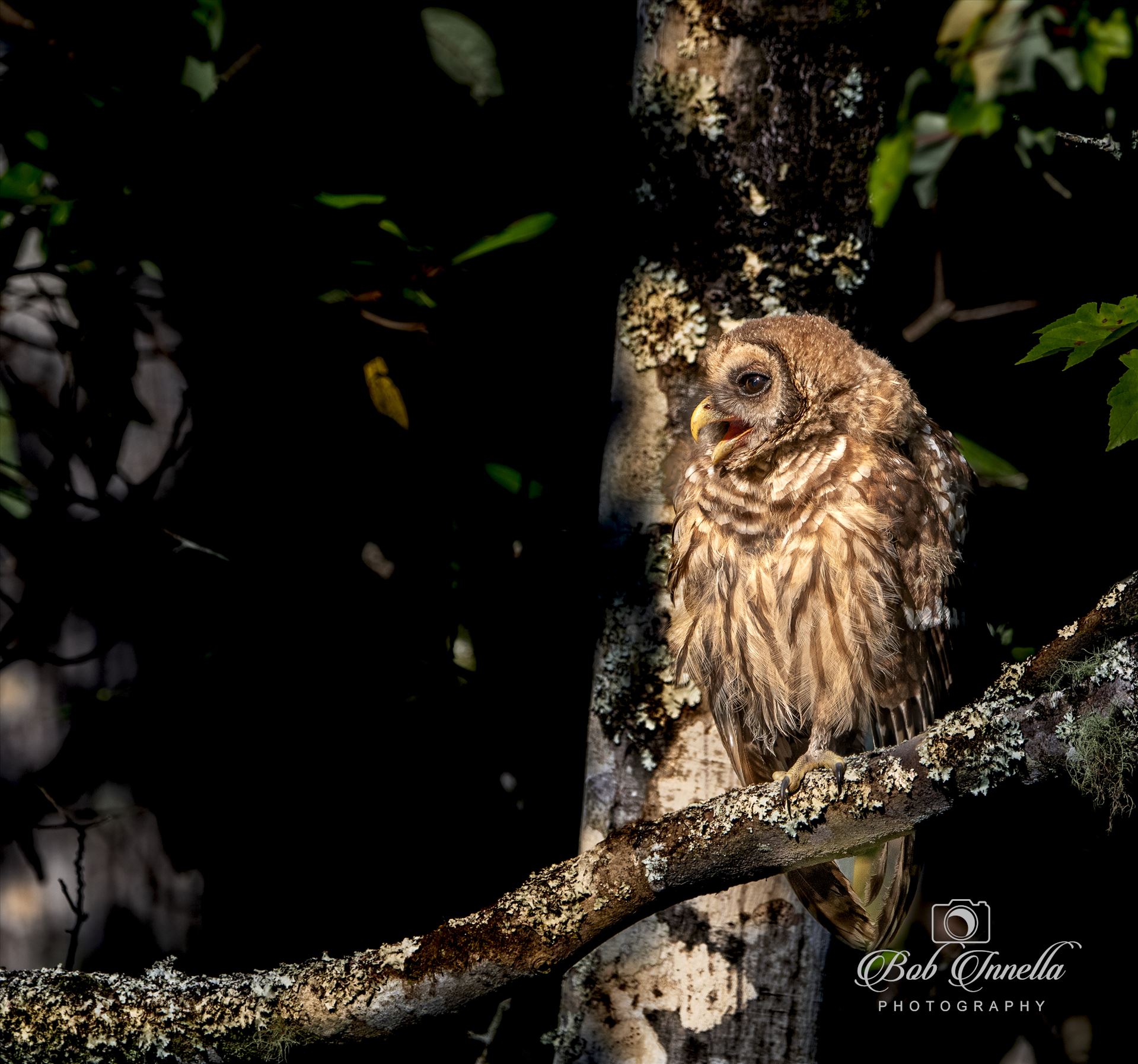 Juvenile Barred Owl In Morning Light - 2023 North Carolina by Buckmaster