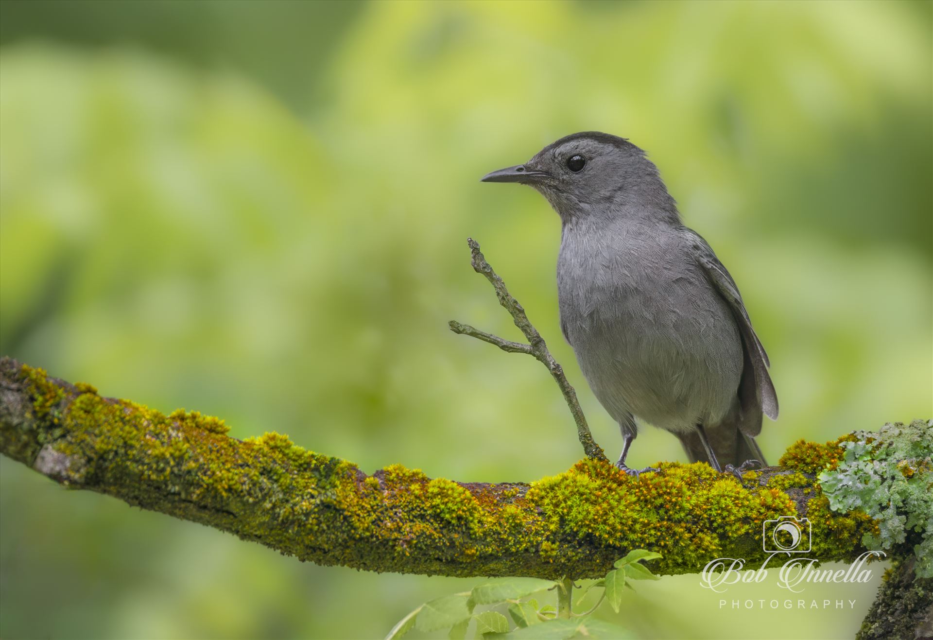 Catbird -  by Buckmaster