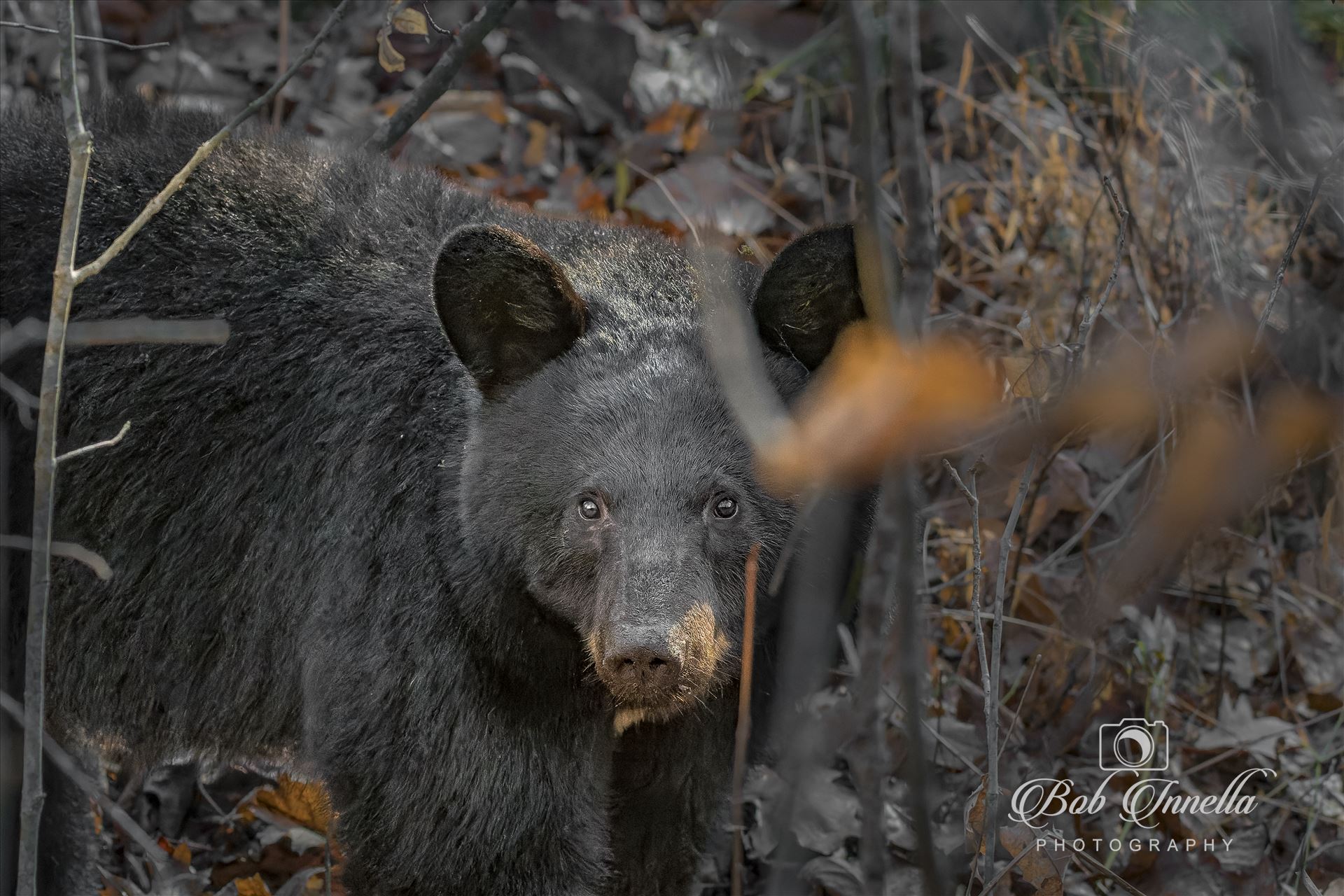 Black Bear Close up -  by Buckmaster