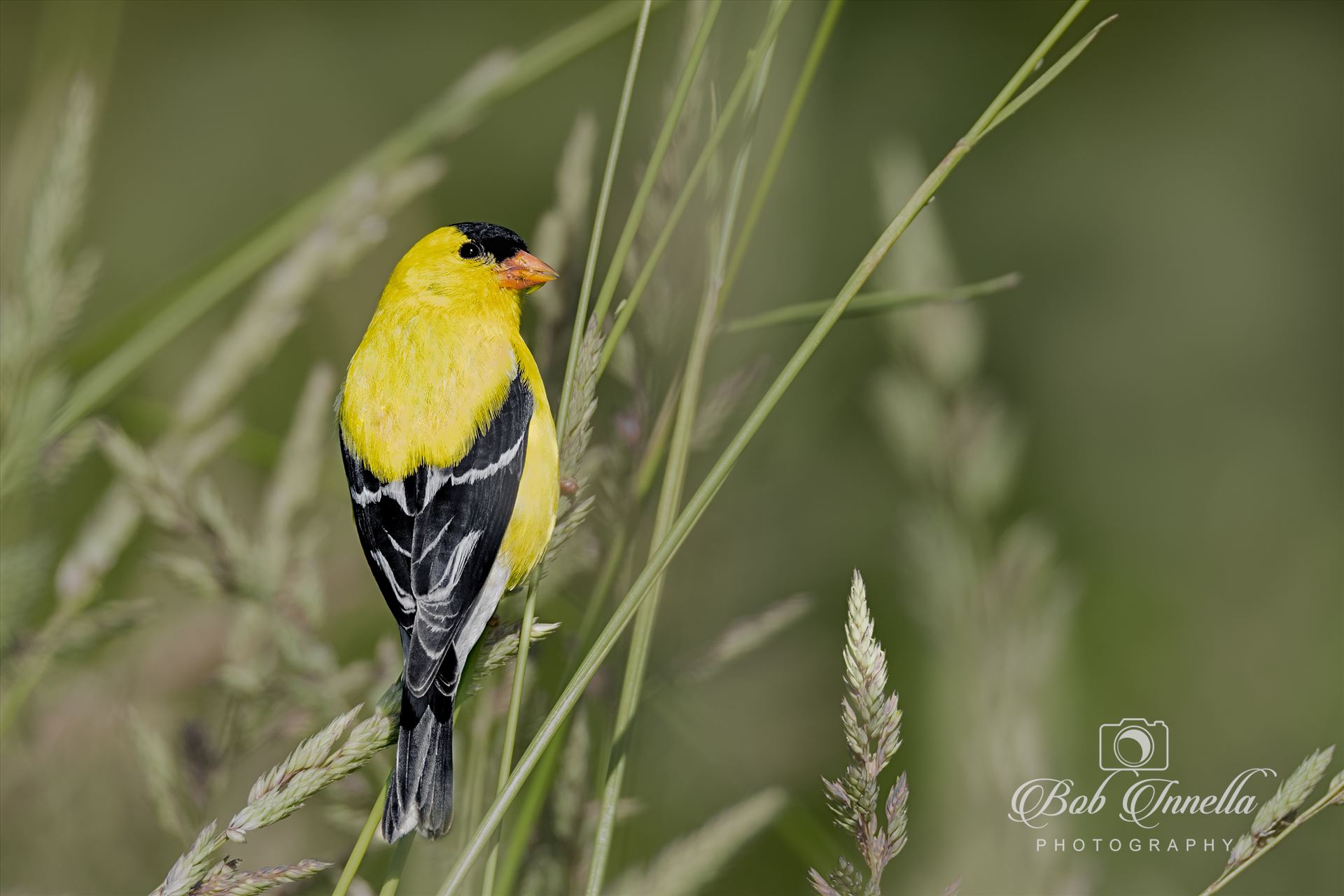 American Goldfinch Greem Grass -  by Buckmaster