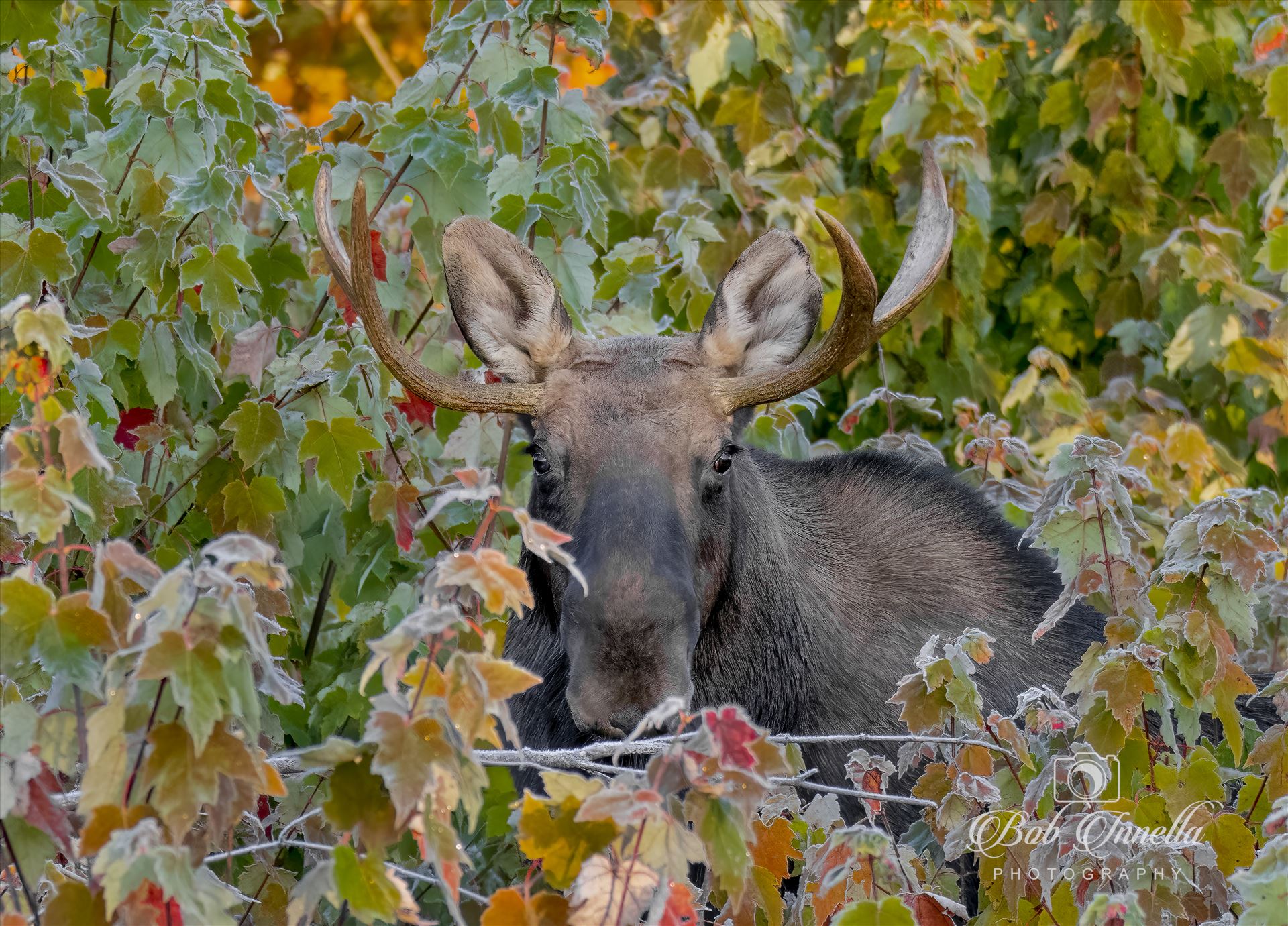 Peek A Boo Moose, October Northern Maine -  by Buckmaster