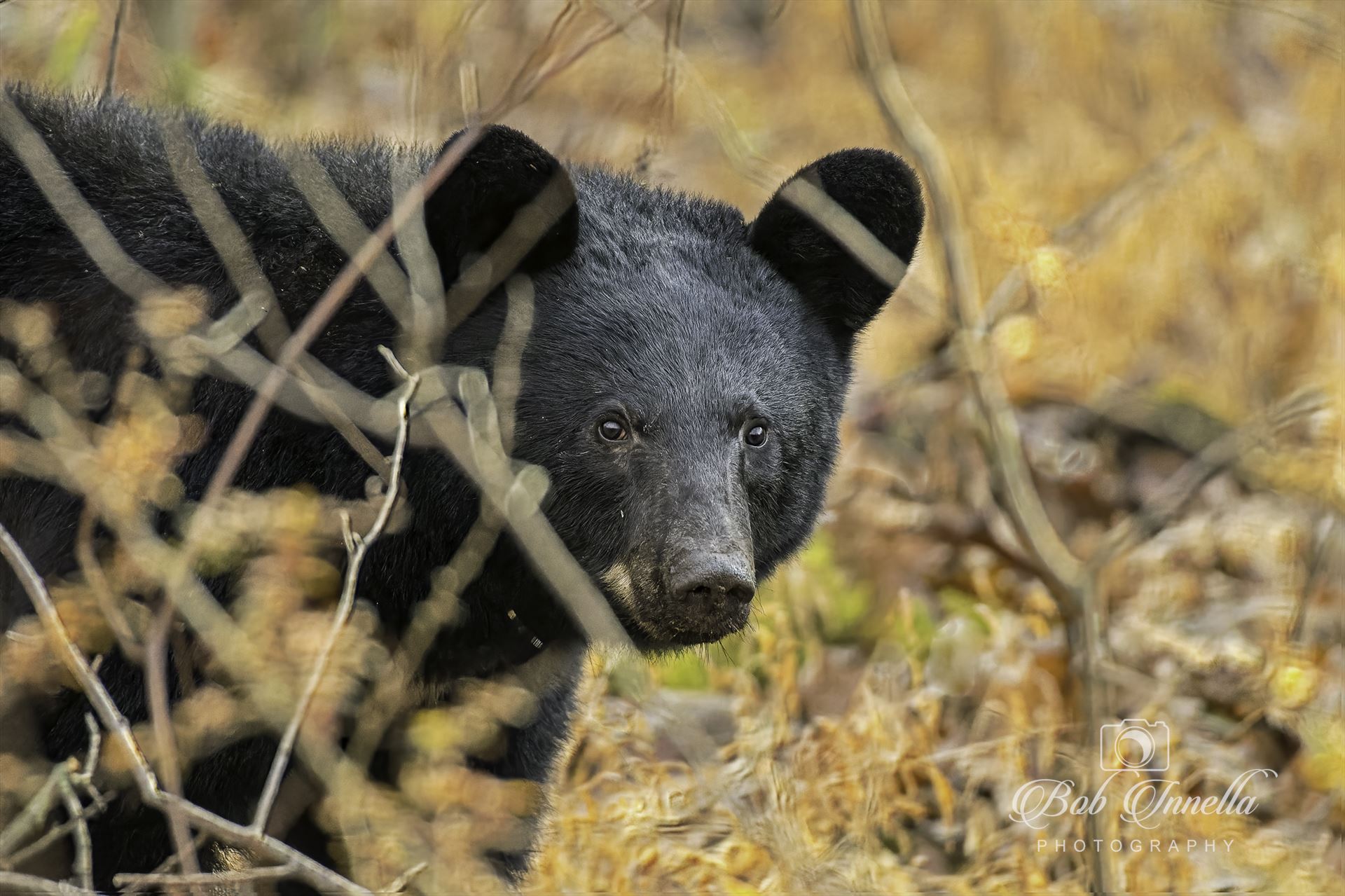 Black Bear Sneeking a Peek -  by Buckmaster