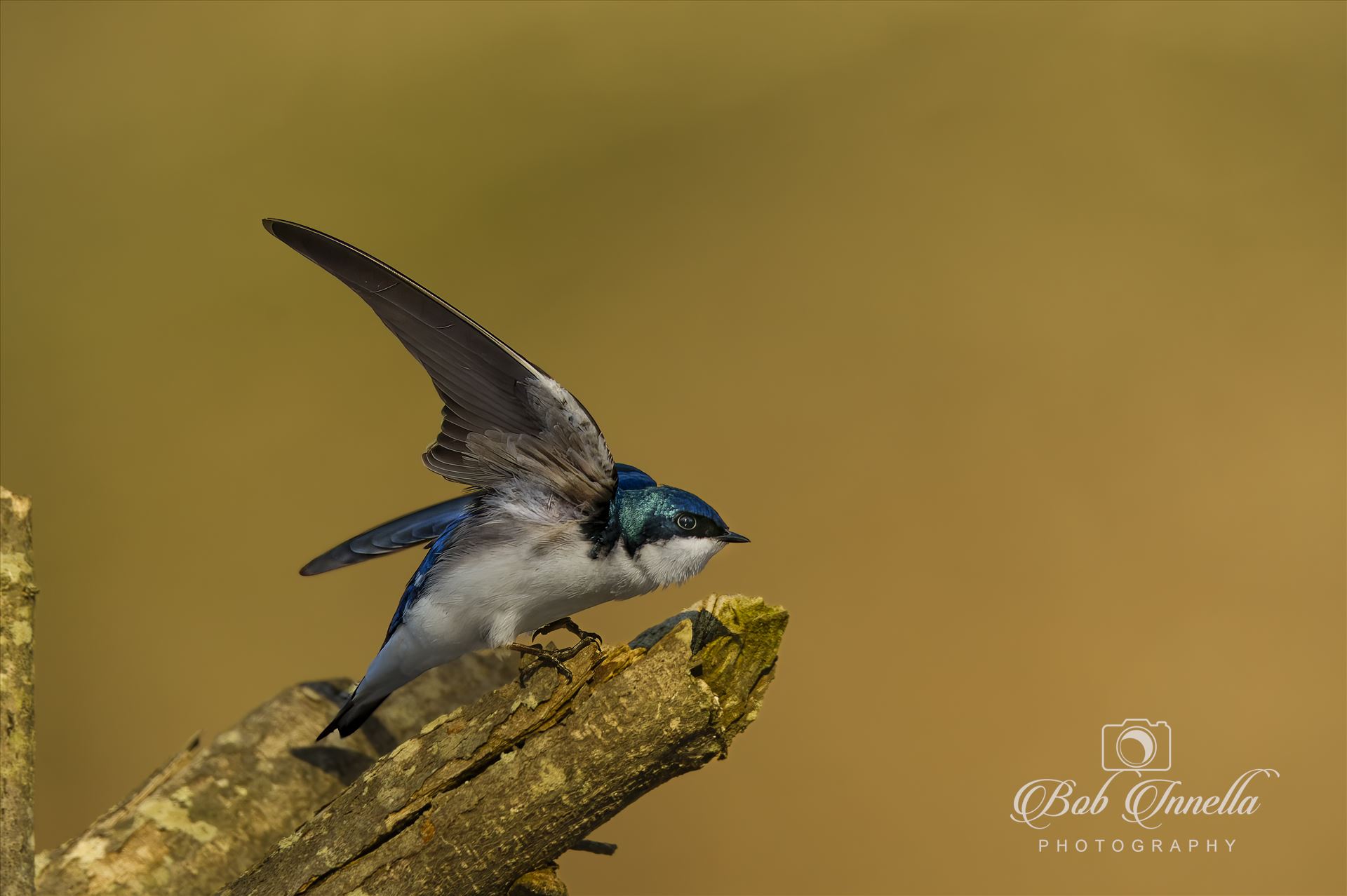 Tree Swallow -  by Buckmaster