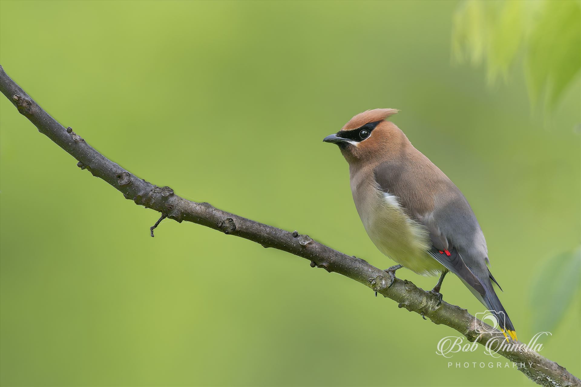 Cedar Waxwing -  by Buckmaster