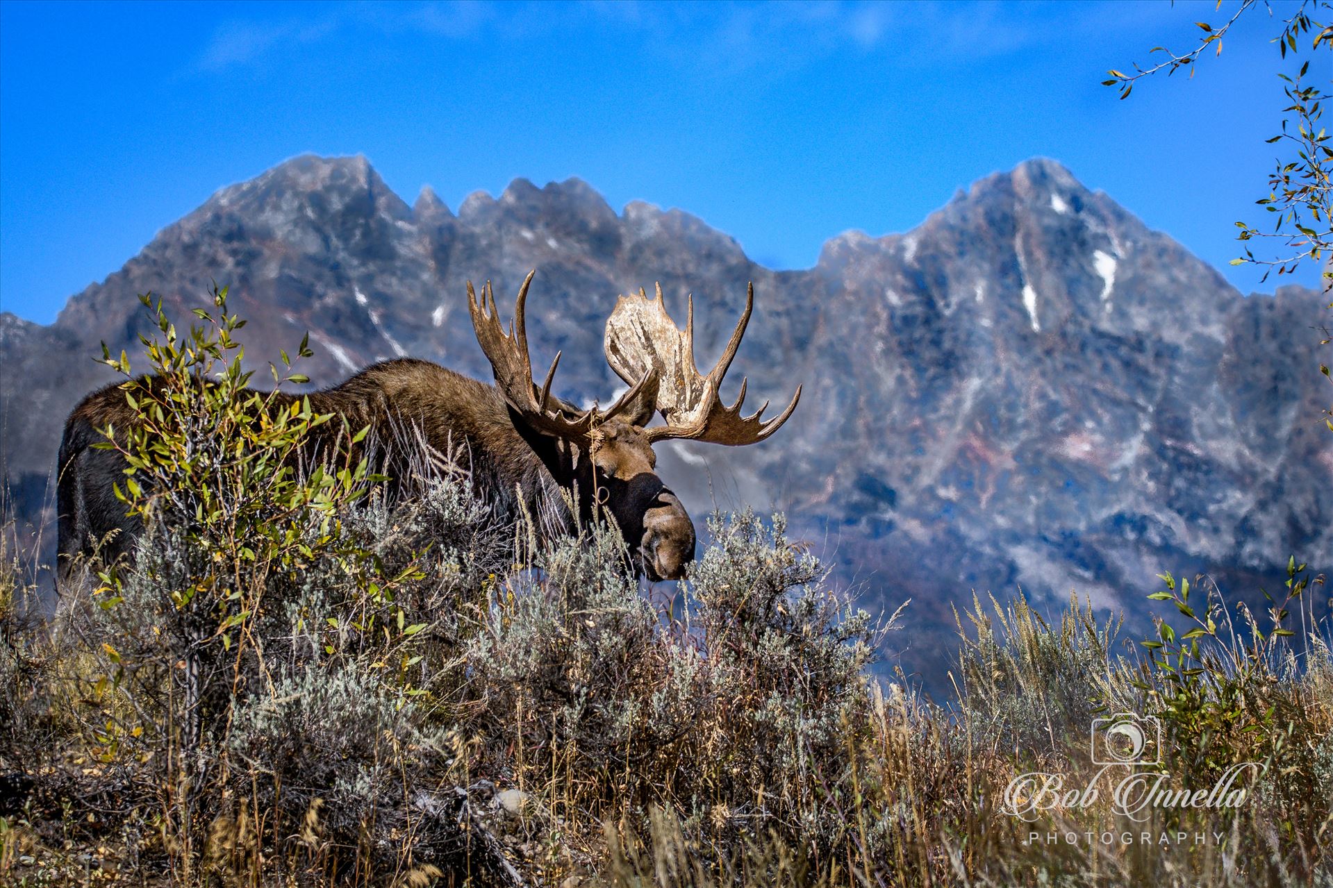 Bull Moose With The Tetons -  by Buckmaster