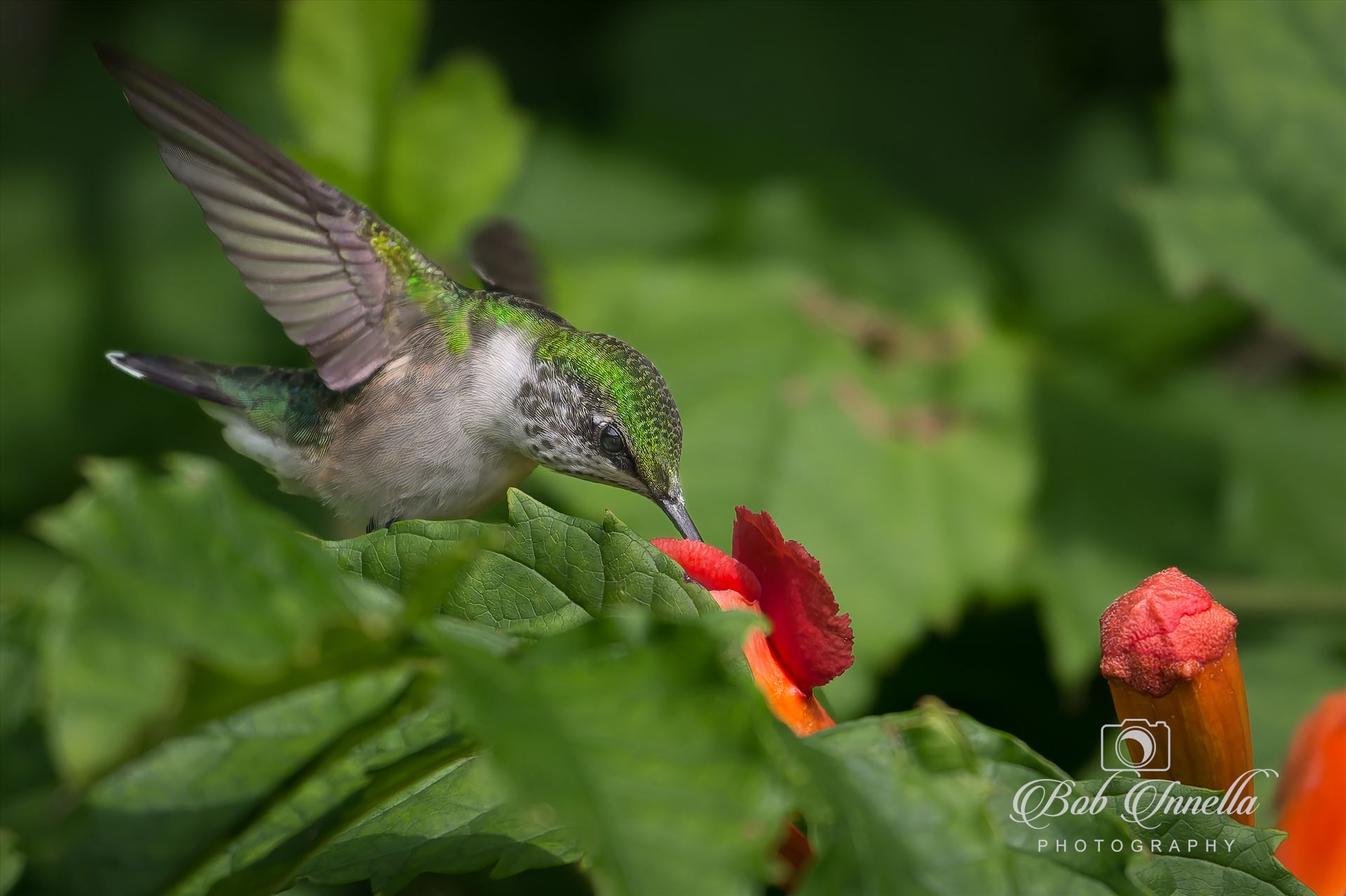 Ruby Throated Hummingbird -  by Buckmaster