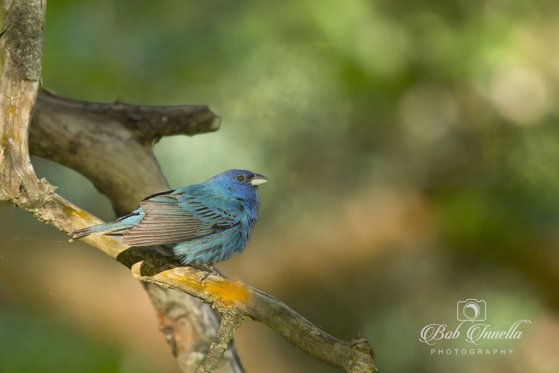 Indigo Bunting -  by Buckmaster