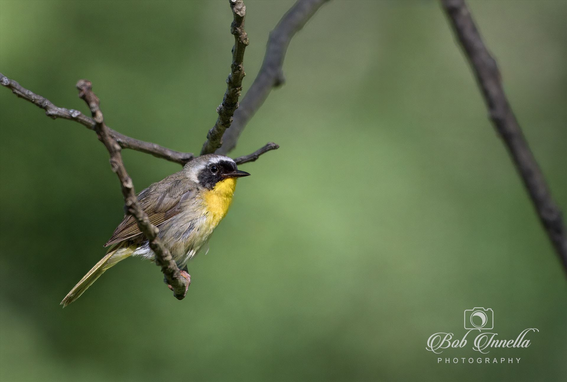 Yellow Throated Warbler -  by Buckmaster