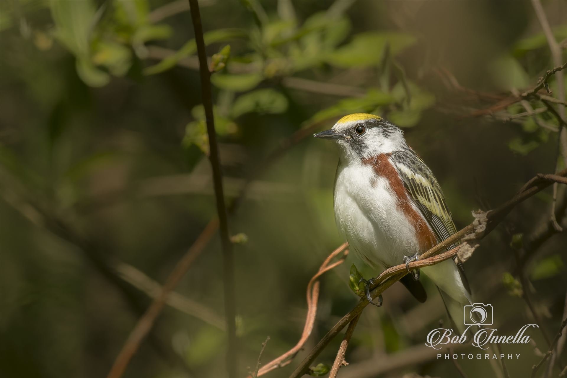 Chestnut Sided Warbler -  by Buckmaster