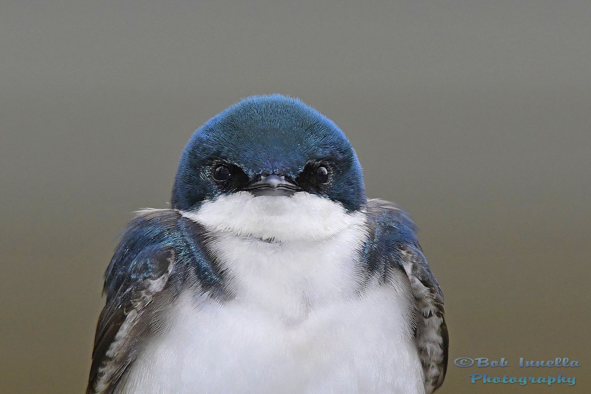 Tree Swallow Face - From the Wilds of Pennsylvania by Buckmaster
