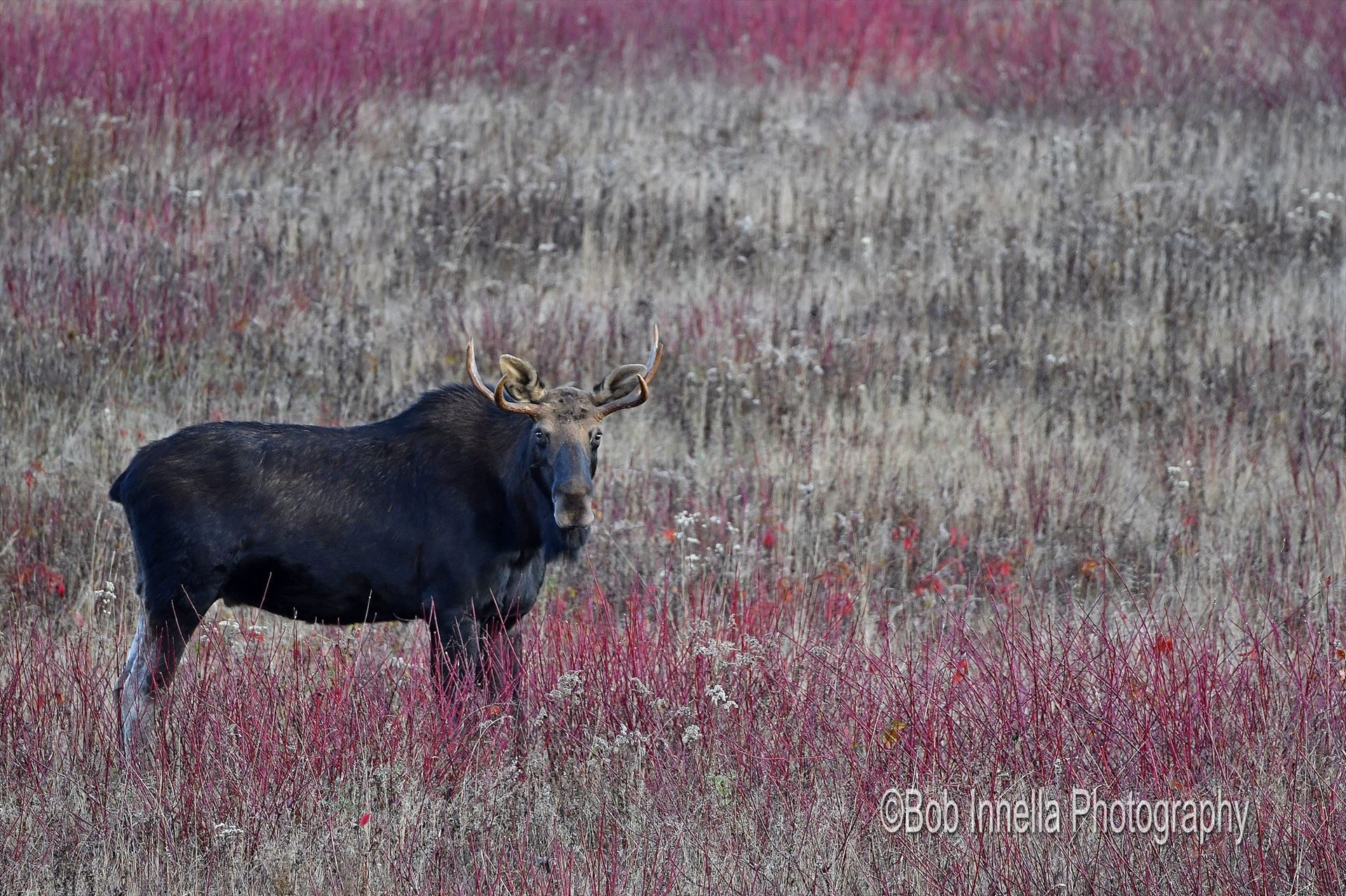 Small Bull In The Maples -  by Buckmaster