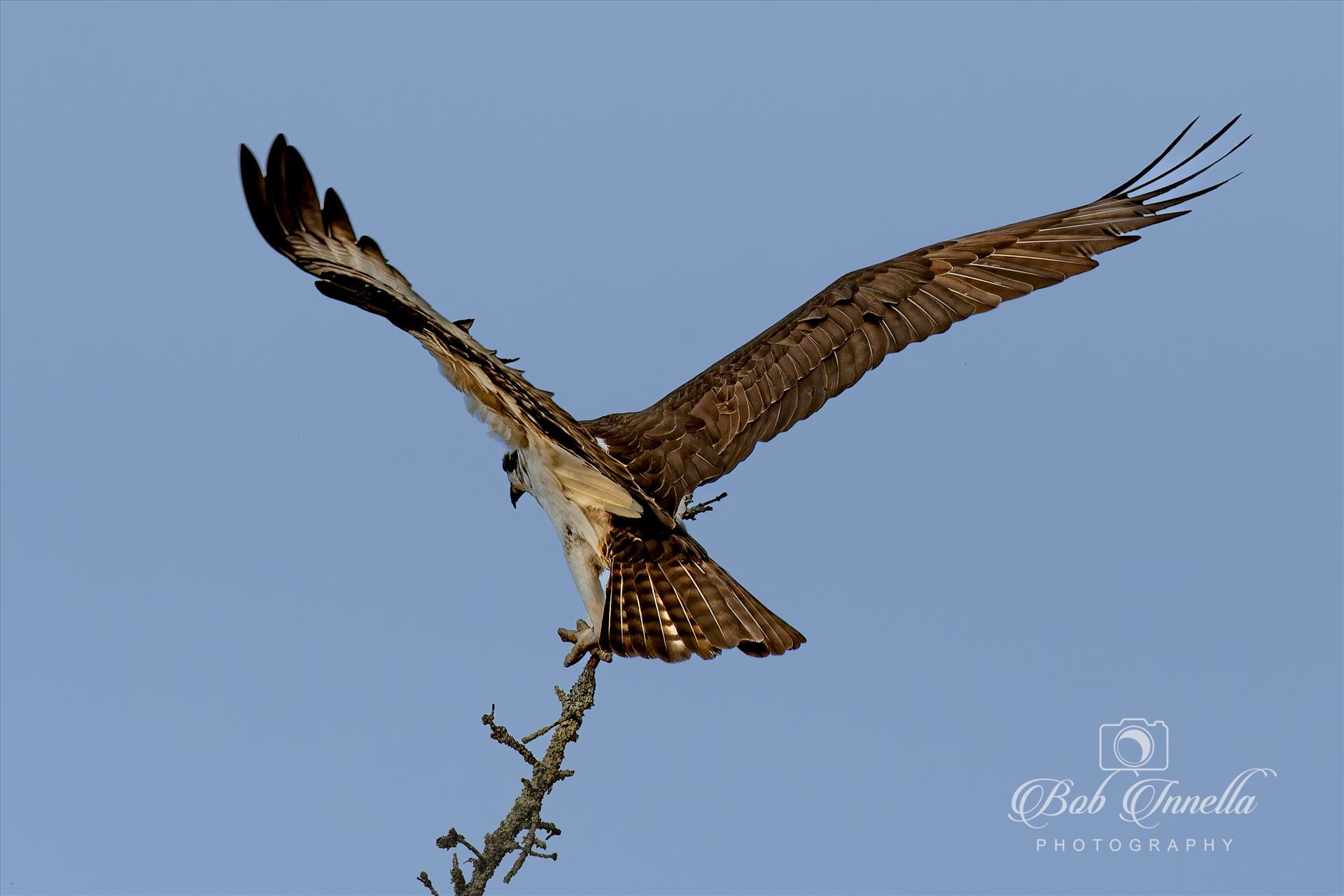 Osprey Balancing Act -  by Buckmaster