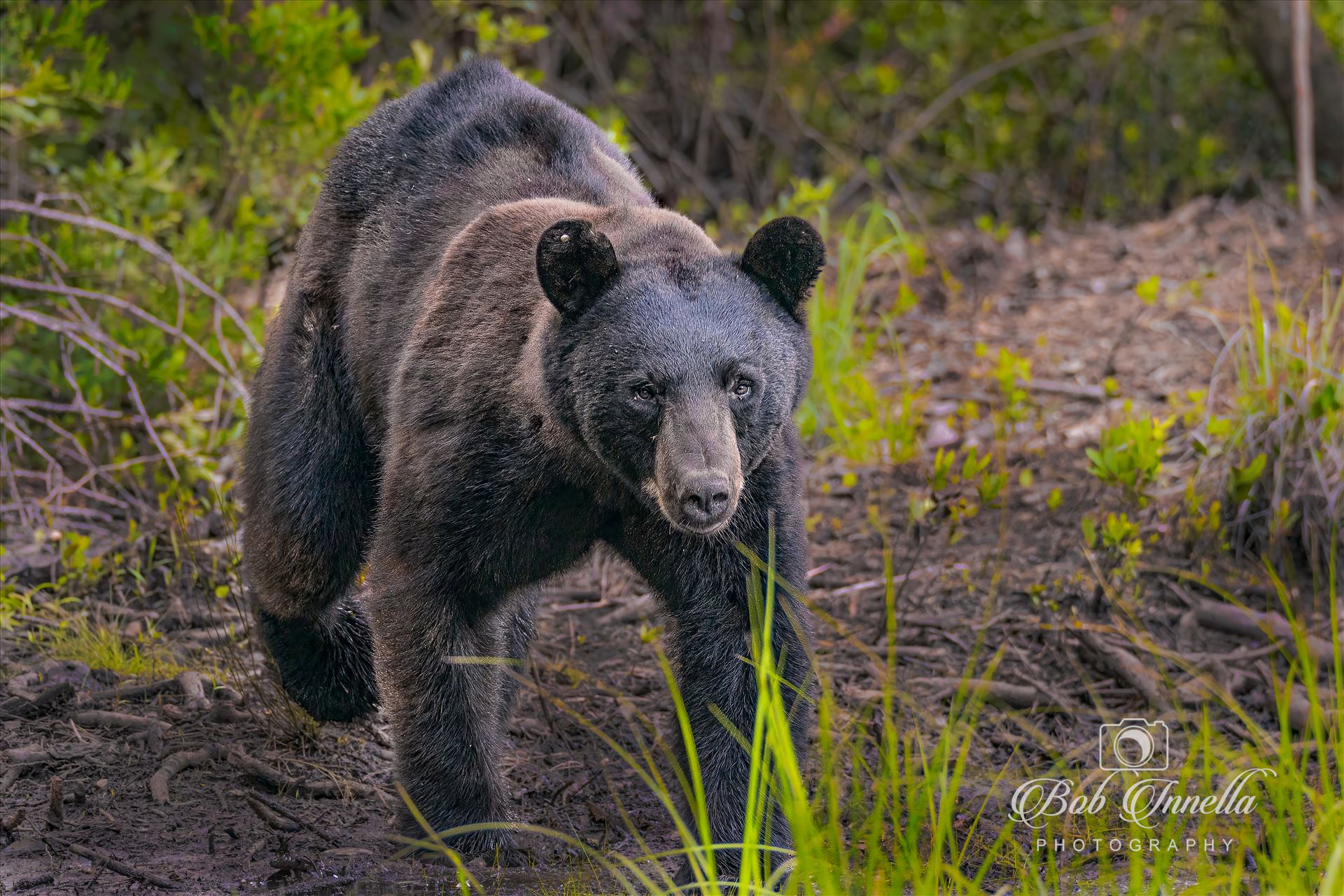 Bear Coming Over to Me to See His Photos -  by Buckmaster